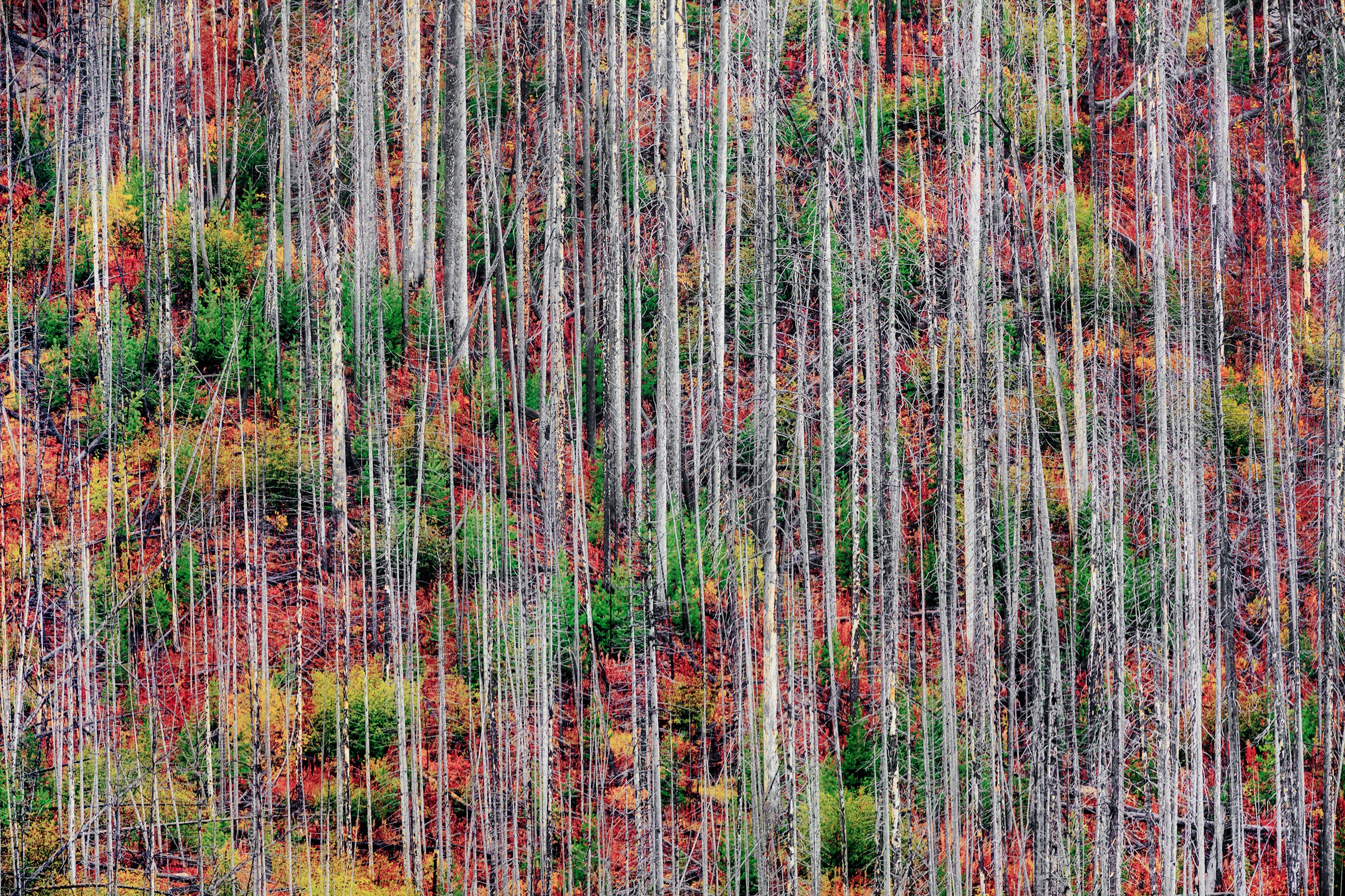Фотограф Владимир Медведев