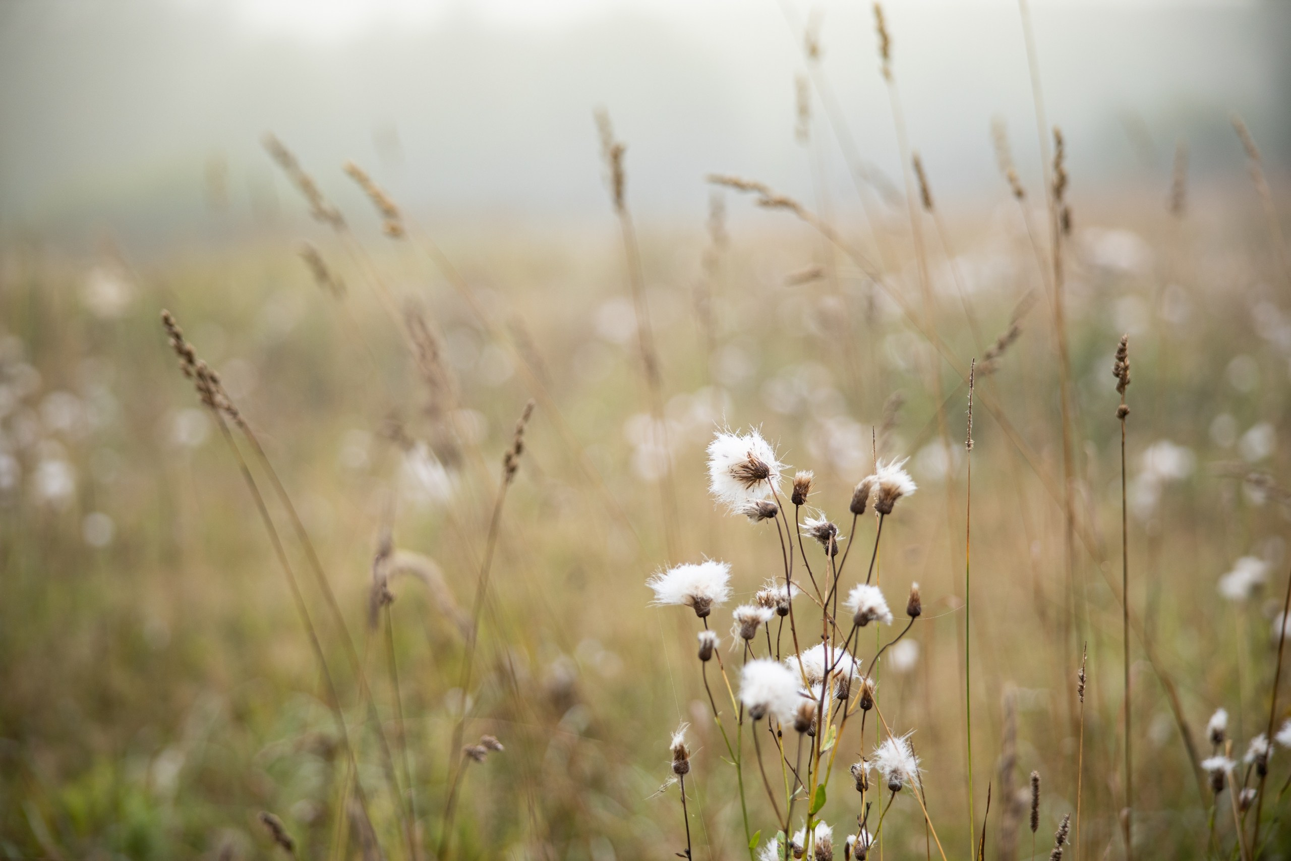 Средняя полоса России. Фотограф Владимир Медведев