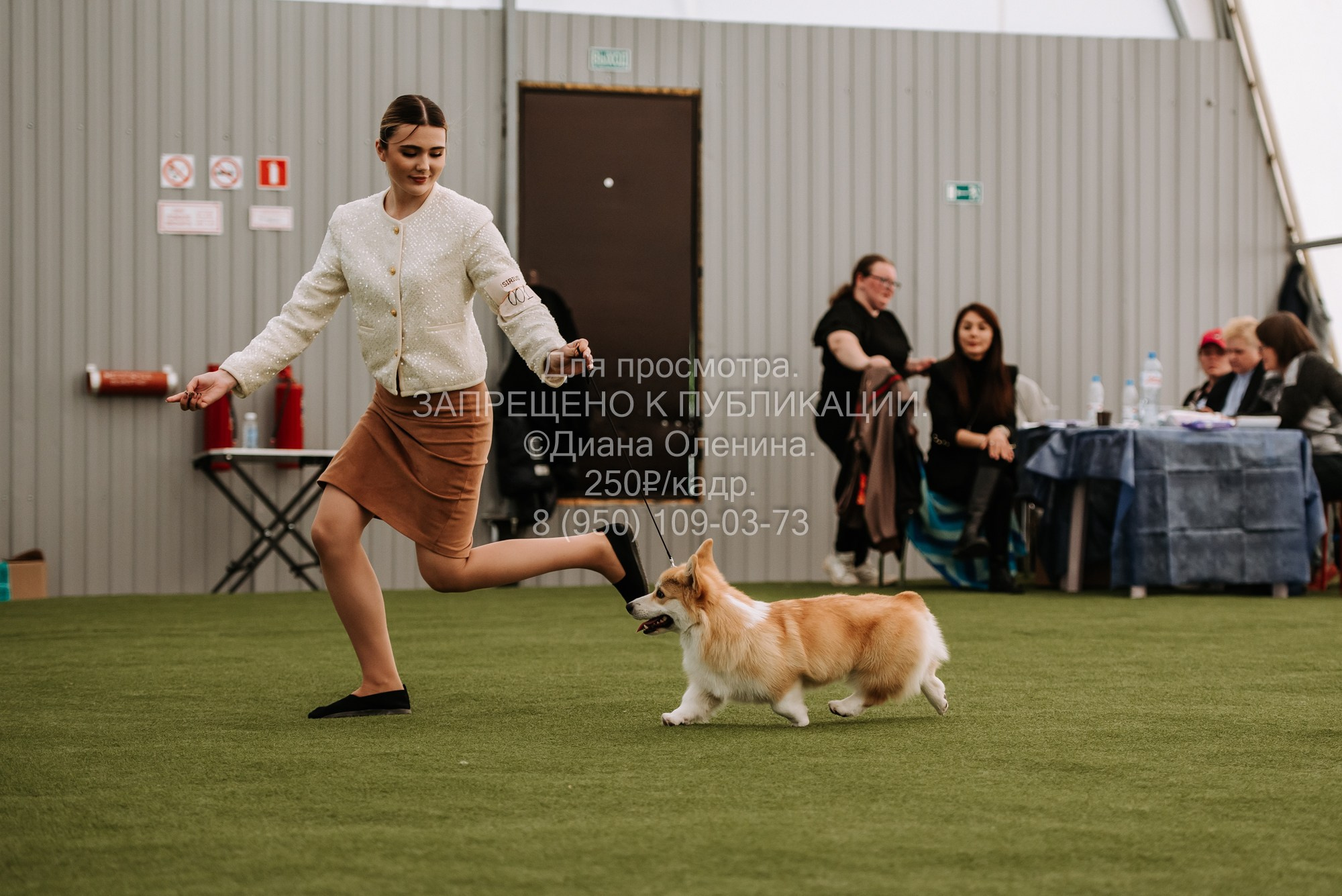 Выставка собак Красноярск 2.06. Фотограф Диана Оленина Красноярск / Братск