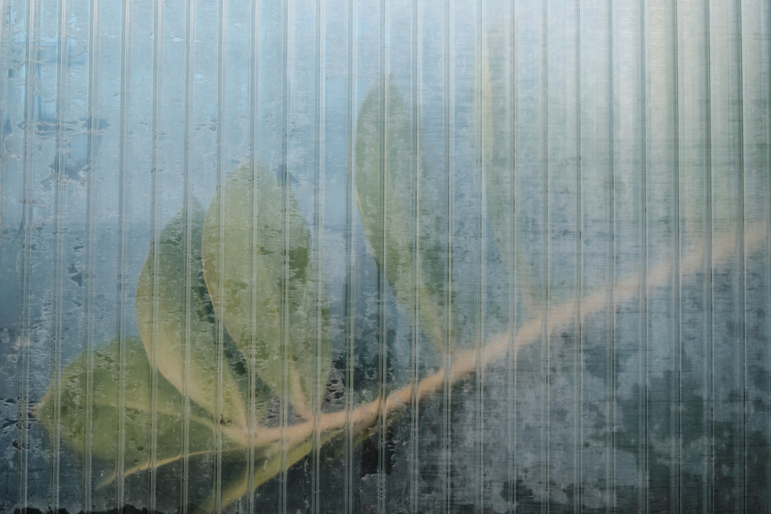 Академ-городок и ботанический сад. Goncharov Tim