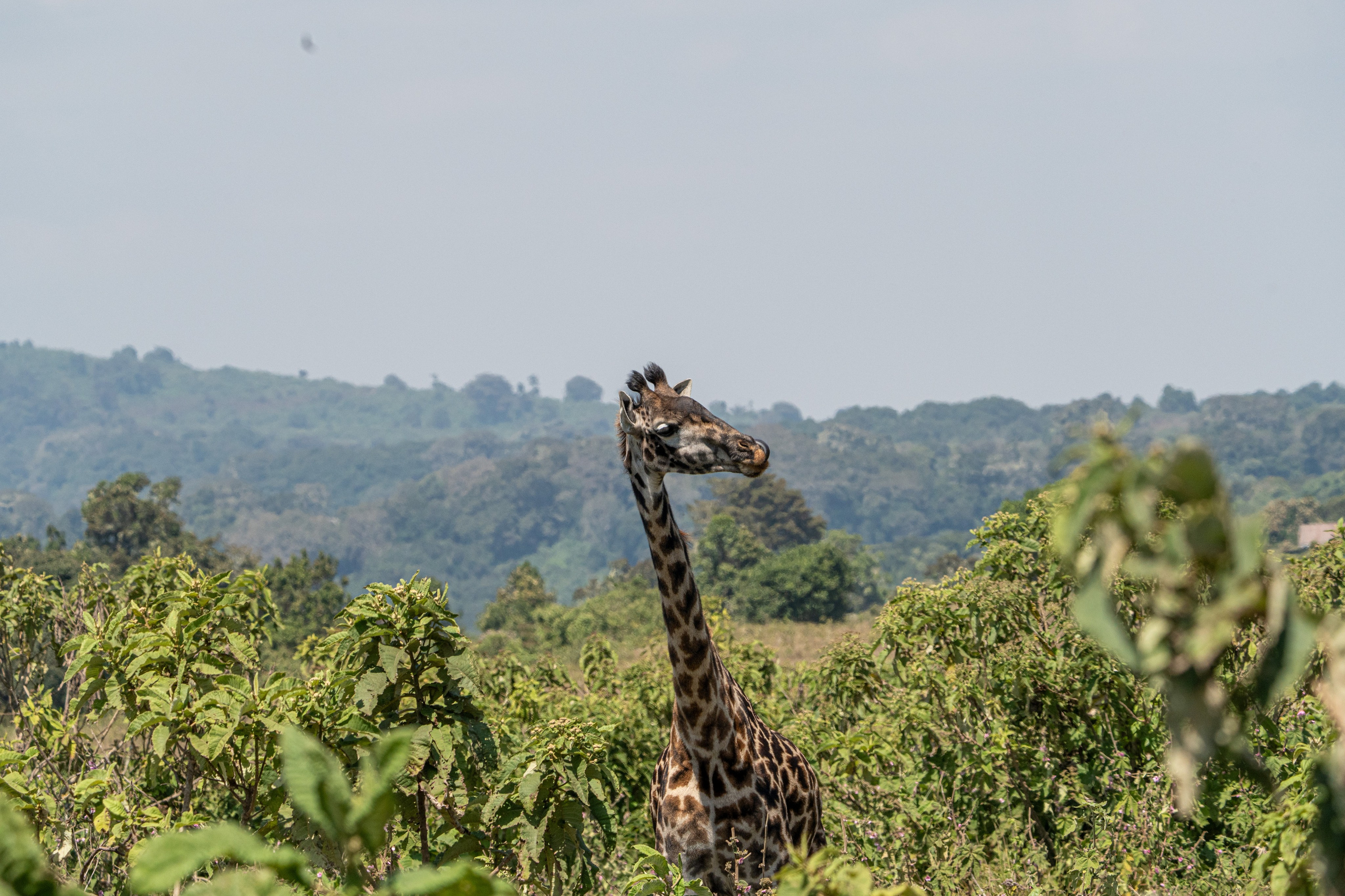 Танзания, сафари, 2025. Творческие сьемки