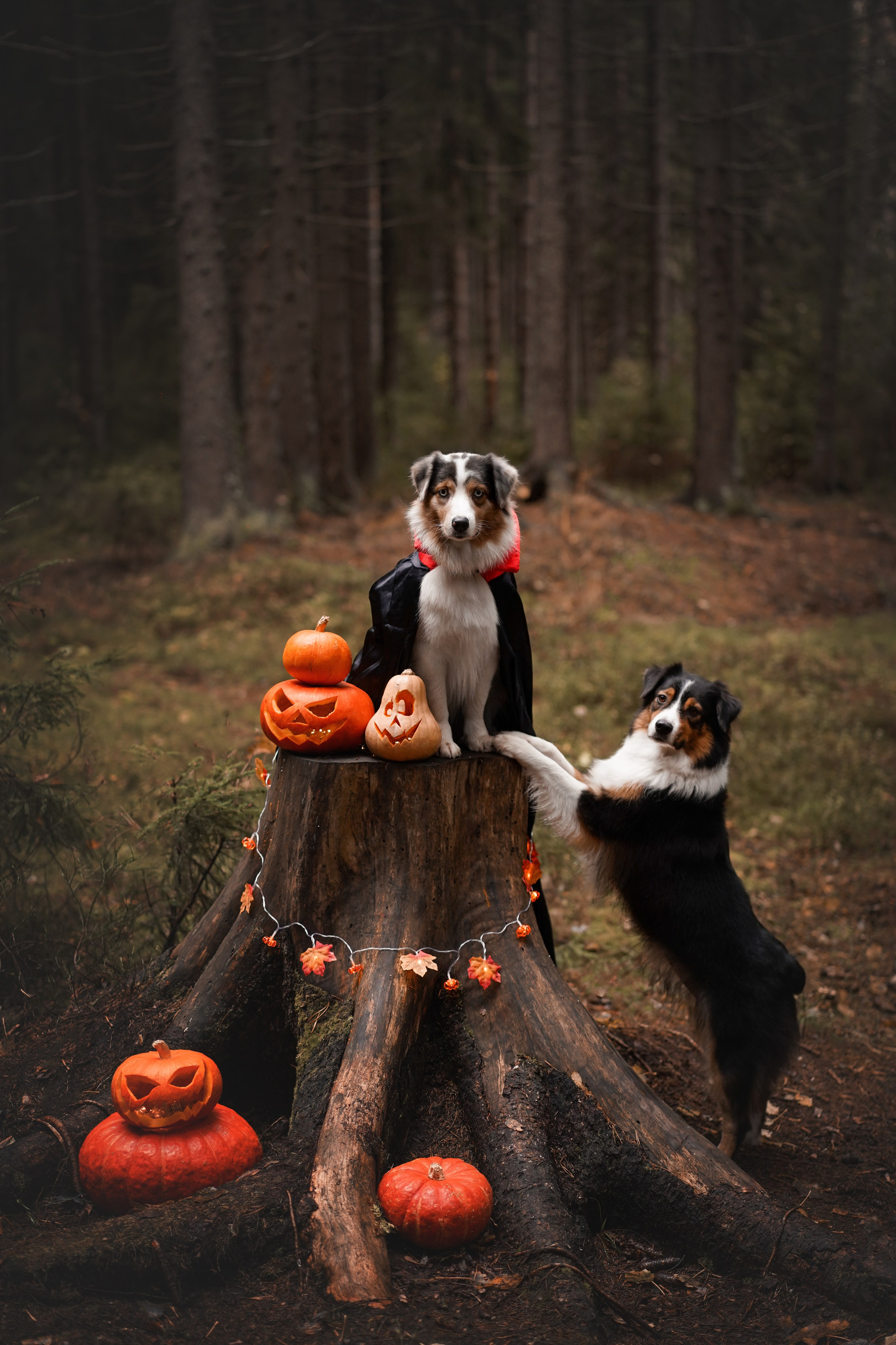 Аусси Хэллоуин 24. Фотограф-анималист в Санкт-Петербурге Яна Мартынова
