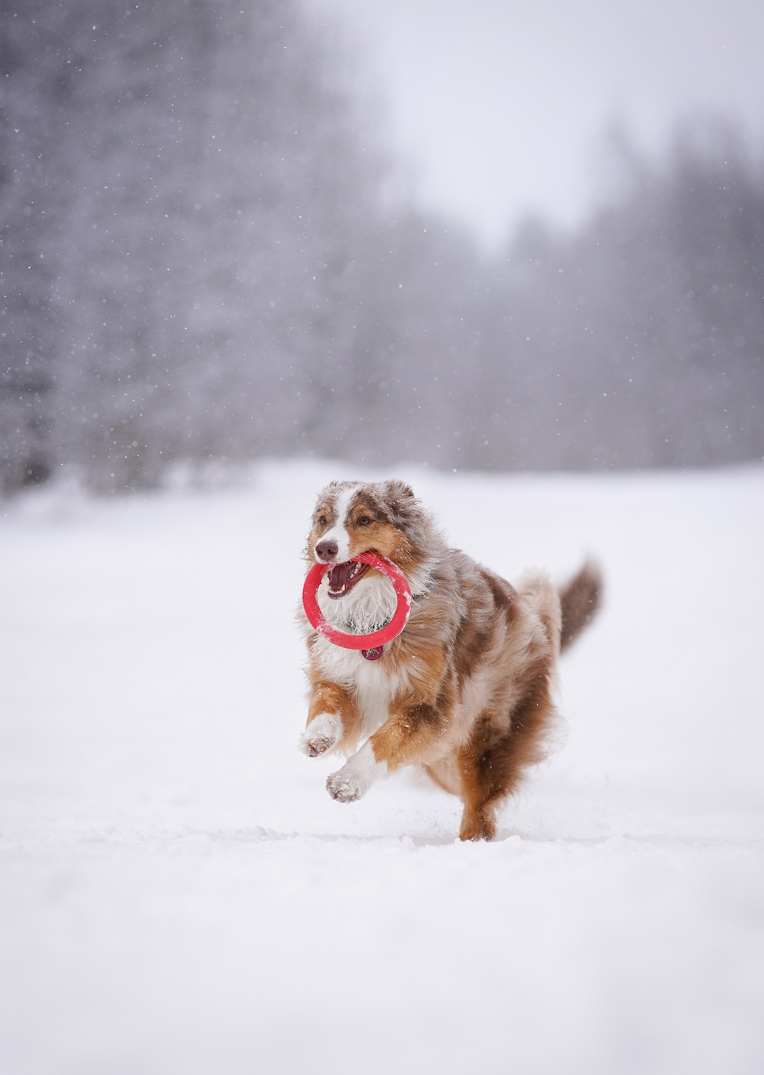 Красно-рыжая банда. Фотограф-анималист в Санкт-Петербурге Яна Мартынова