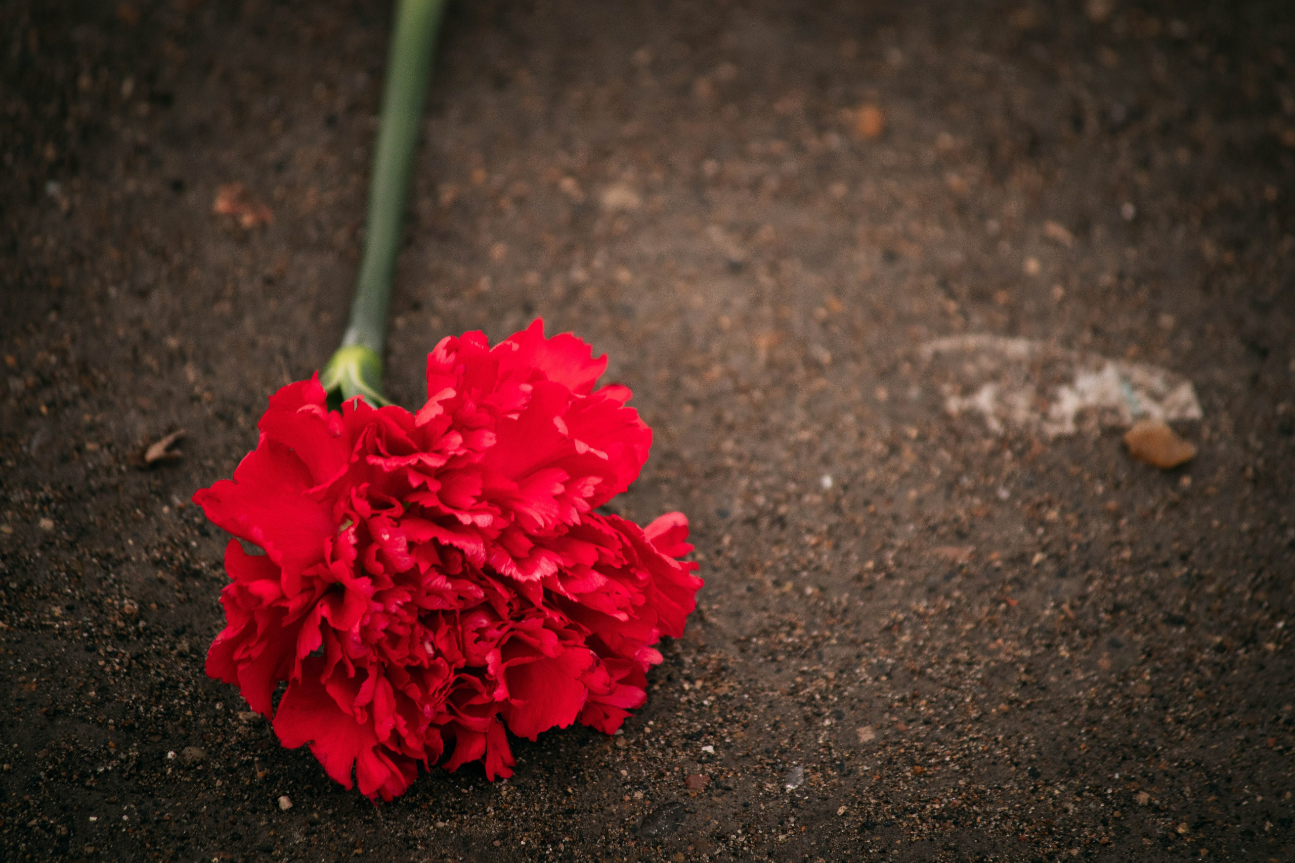 9 мая. Фотограф и видеограф в Бугульме Аня Трутнева