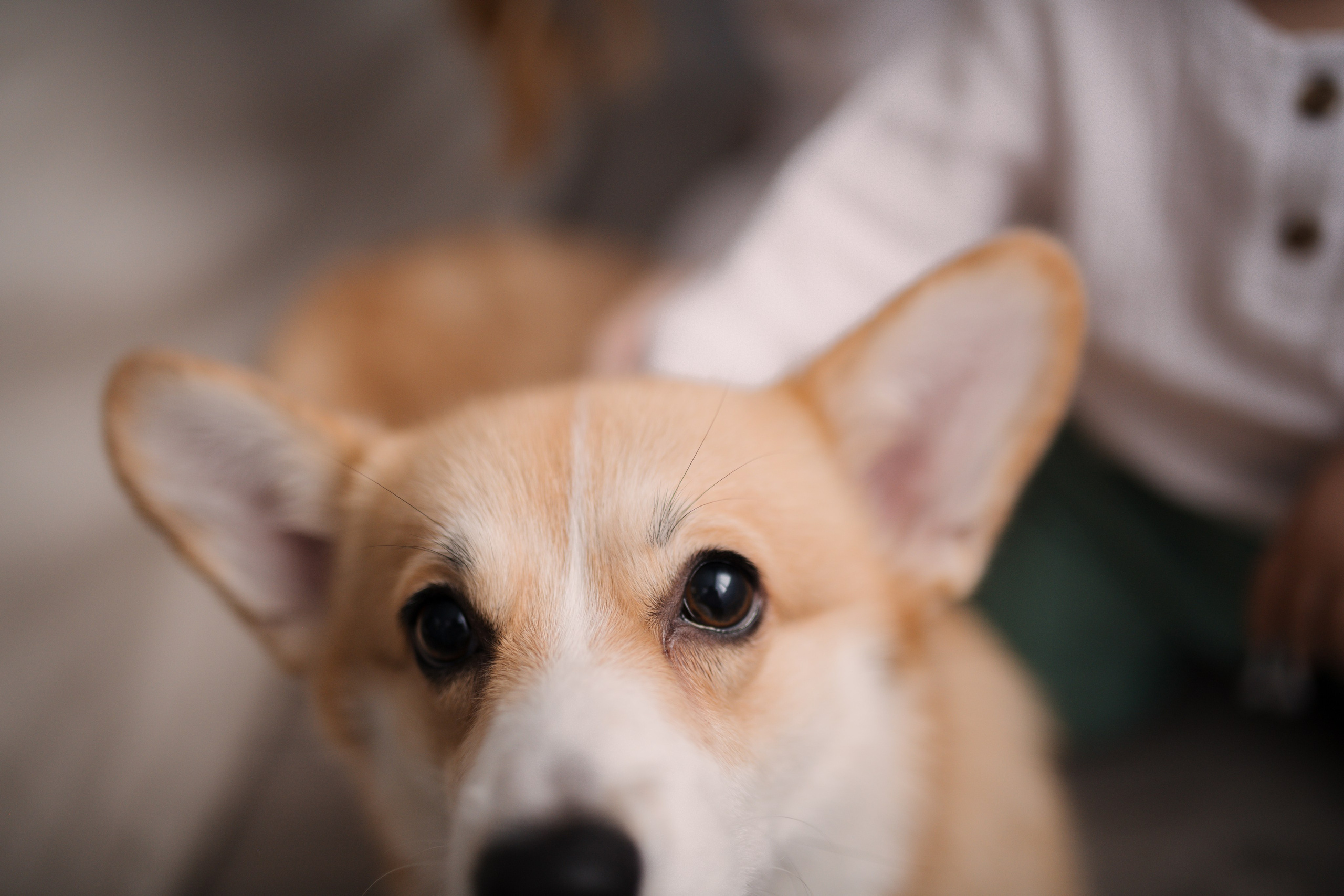 Семейные. Свадебный и семейный фотограф в Севастополе и Крыму Алина Зорина