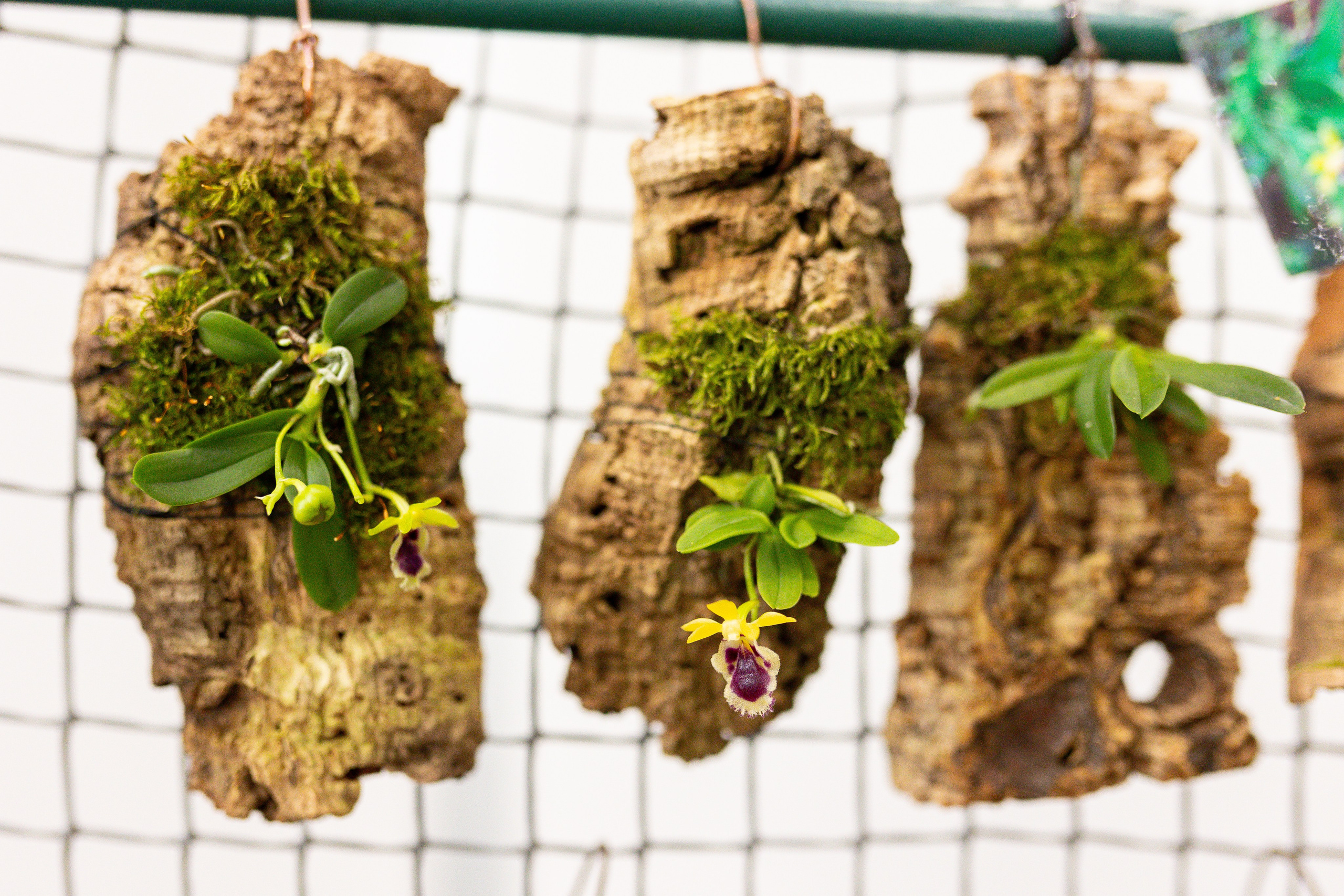 Орхидиум сентябрь 2025. Александра Куликова фотограф, Москва