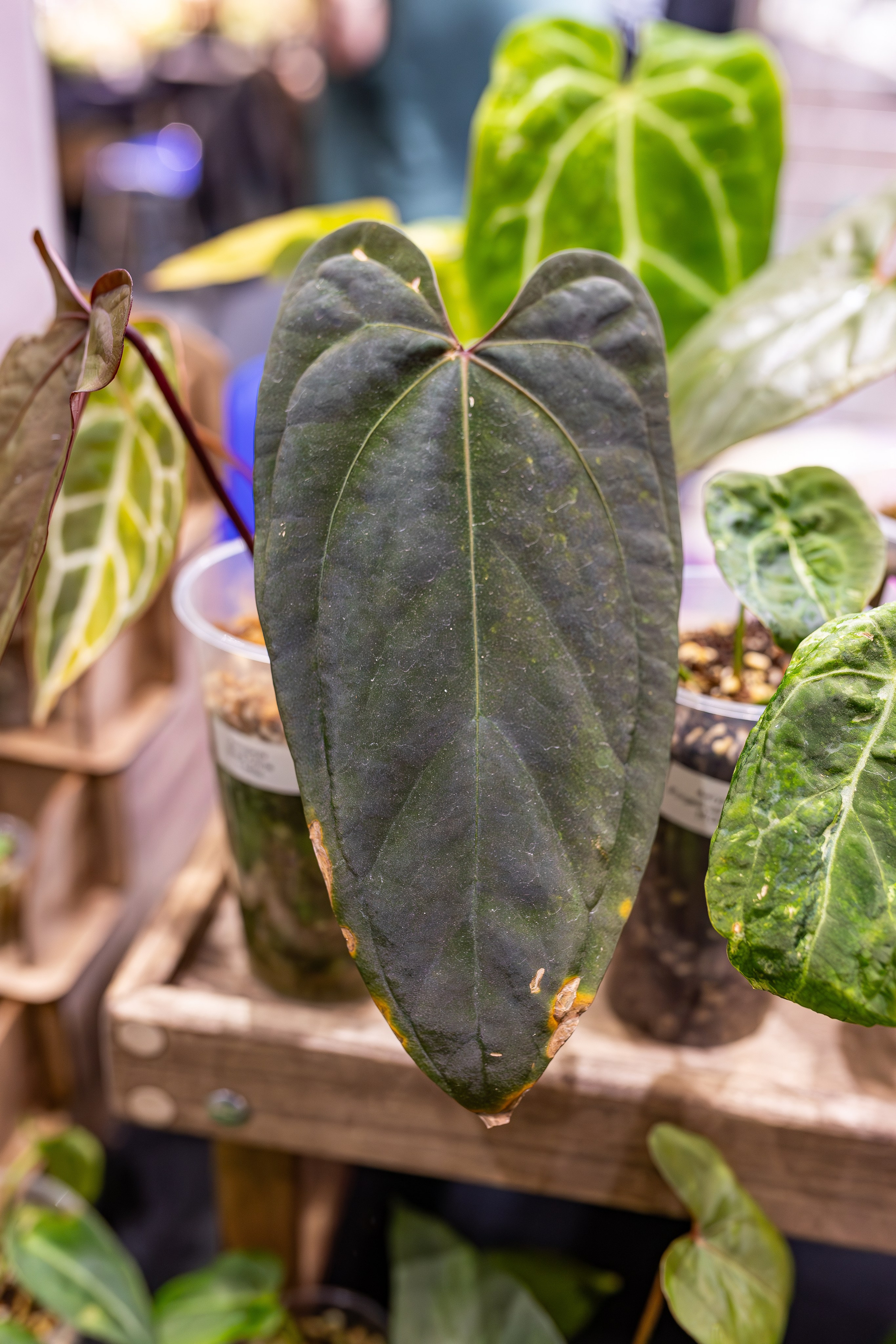 Монстериум апрель 2026. Александра Куликова фотограф, Москва