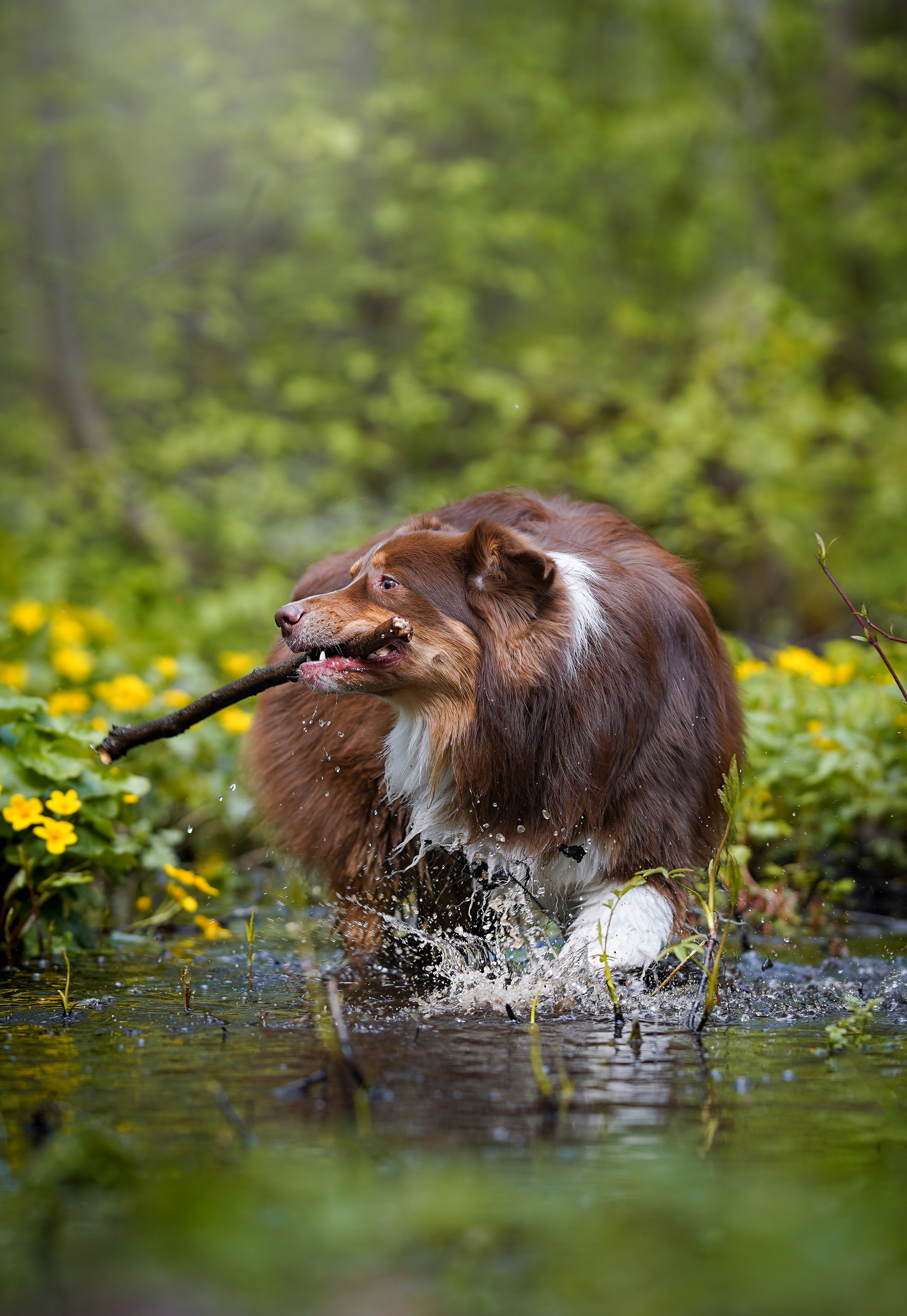 Рокки и Гермиона. Фотограф-анималист в Санкт-Петербурге Яна Мартынова