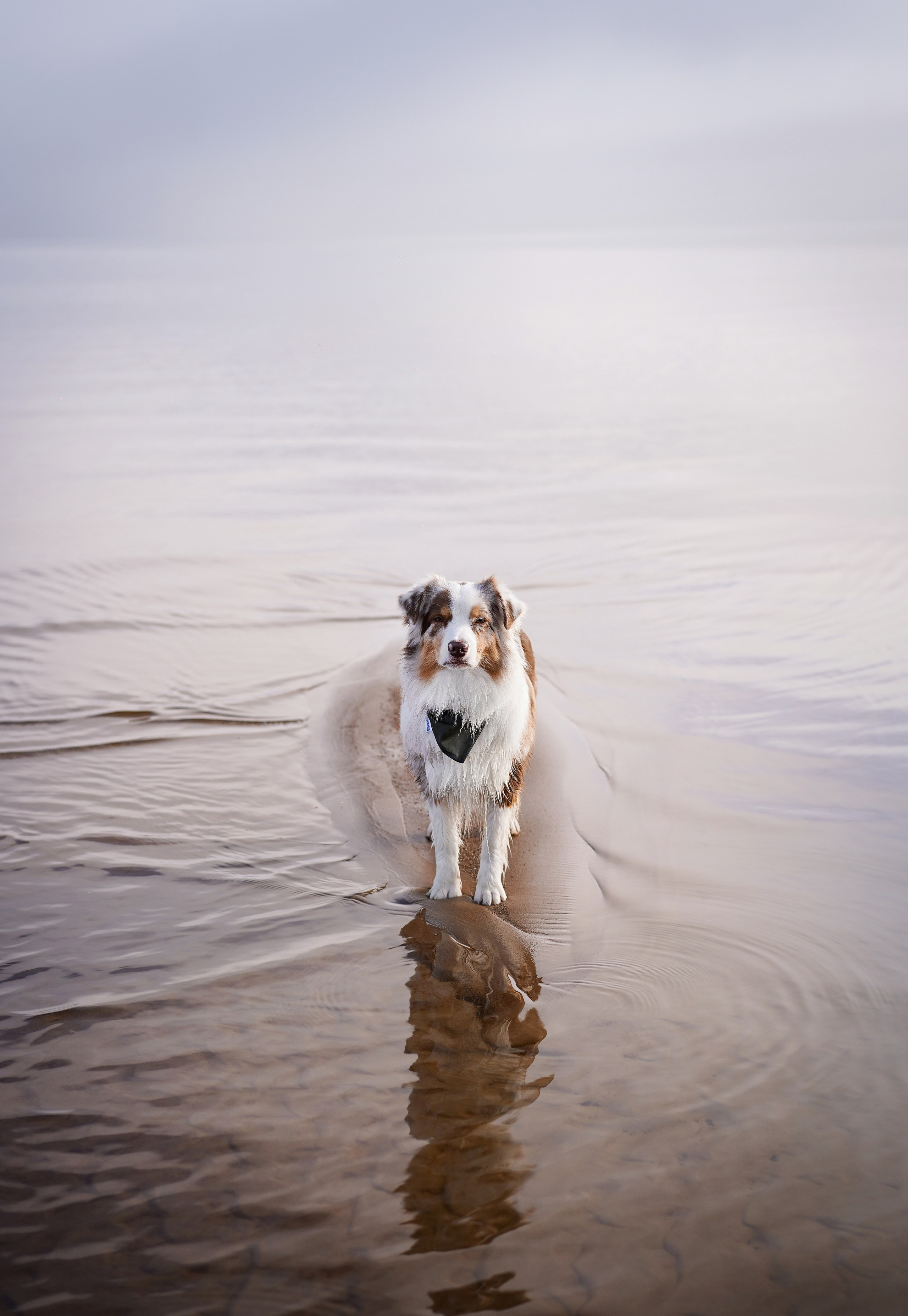 Панда Ладога. Фотограф-анималист в Санкт-Петербурге Яна Мартынова