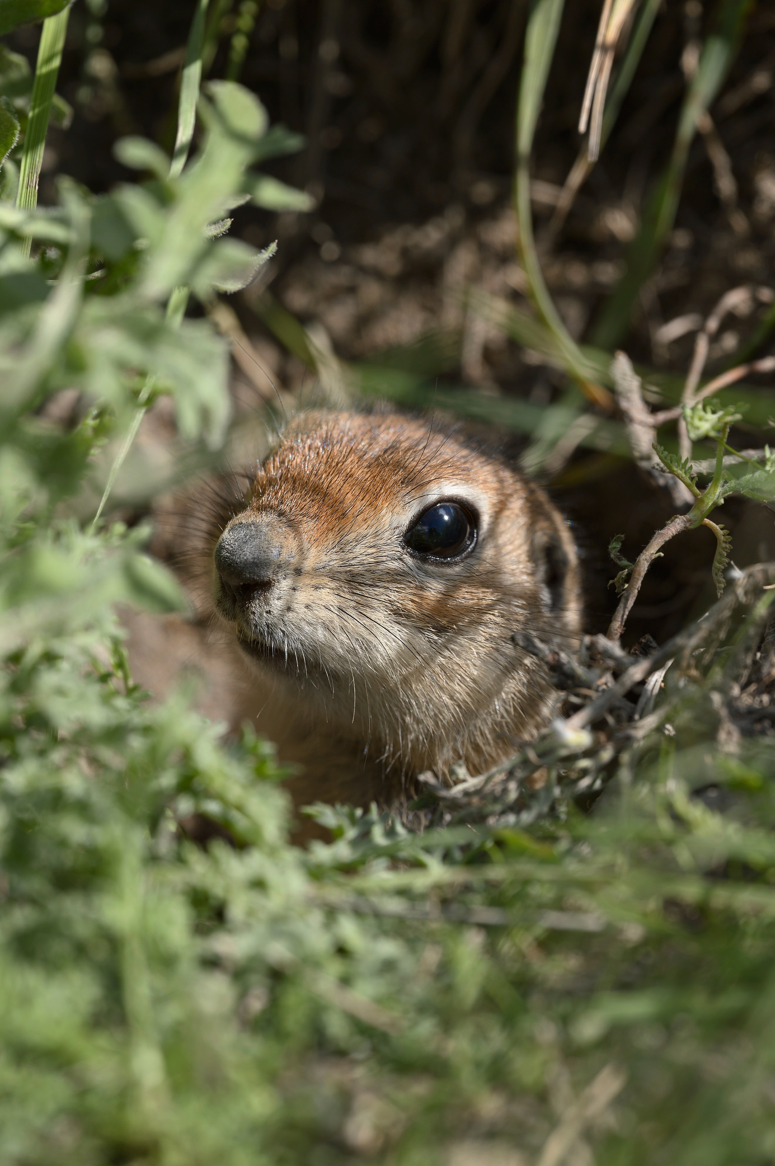 Оренбуржье. Портретный фотограф в Челябинске Катерина Руди