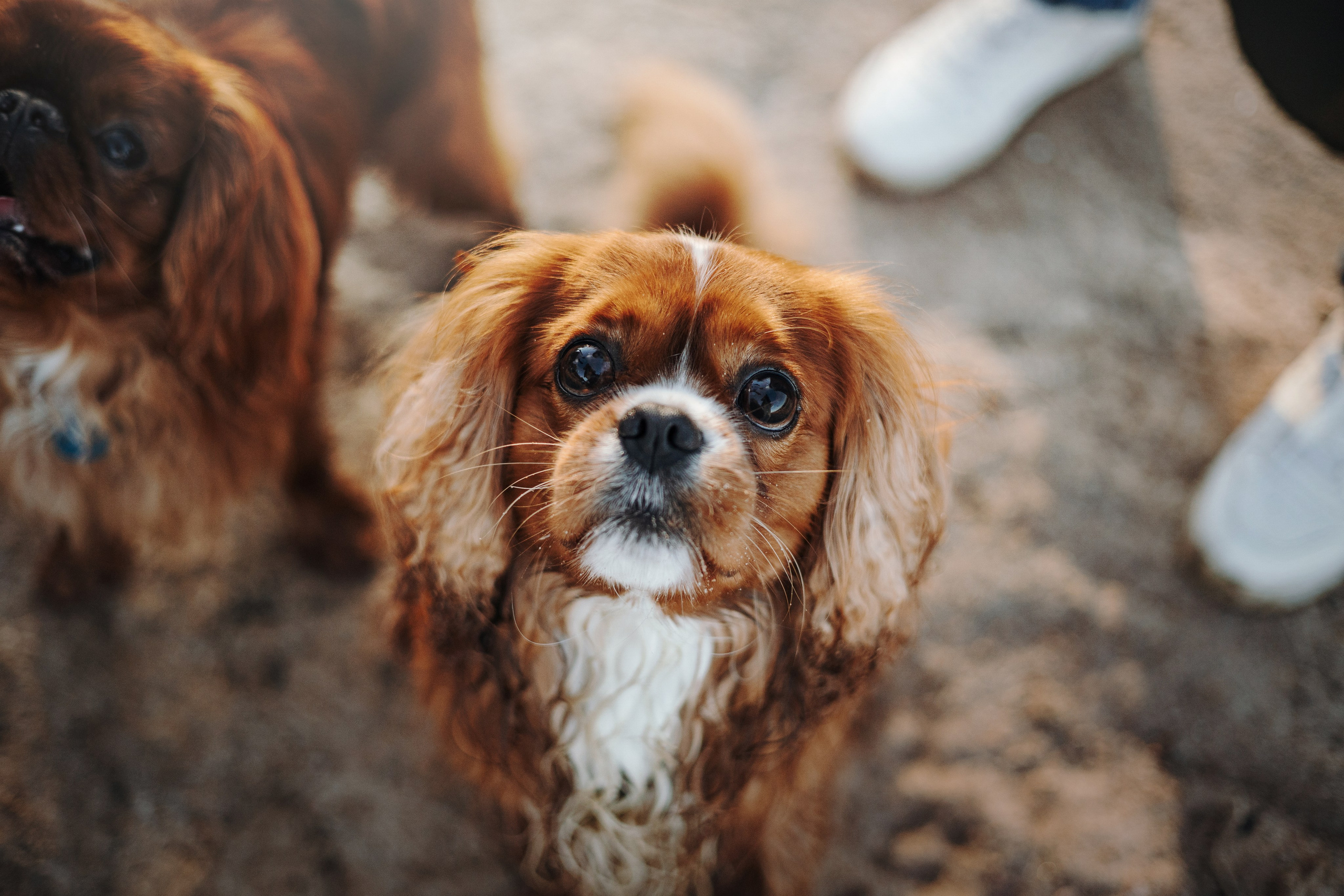 Верон, Гарри и их семья. Фотограф — Анималист | Санкт-Петербург