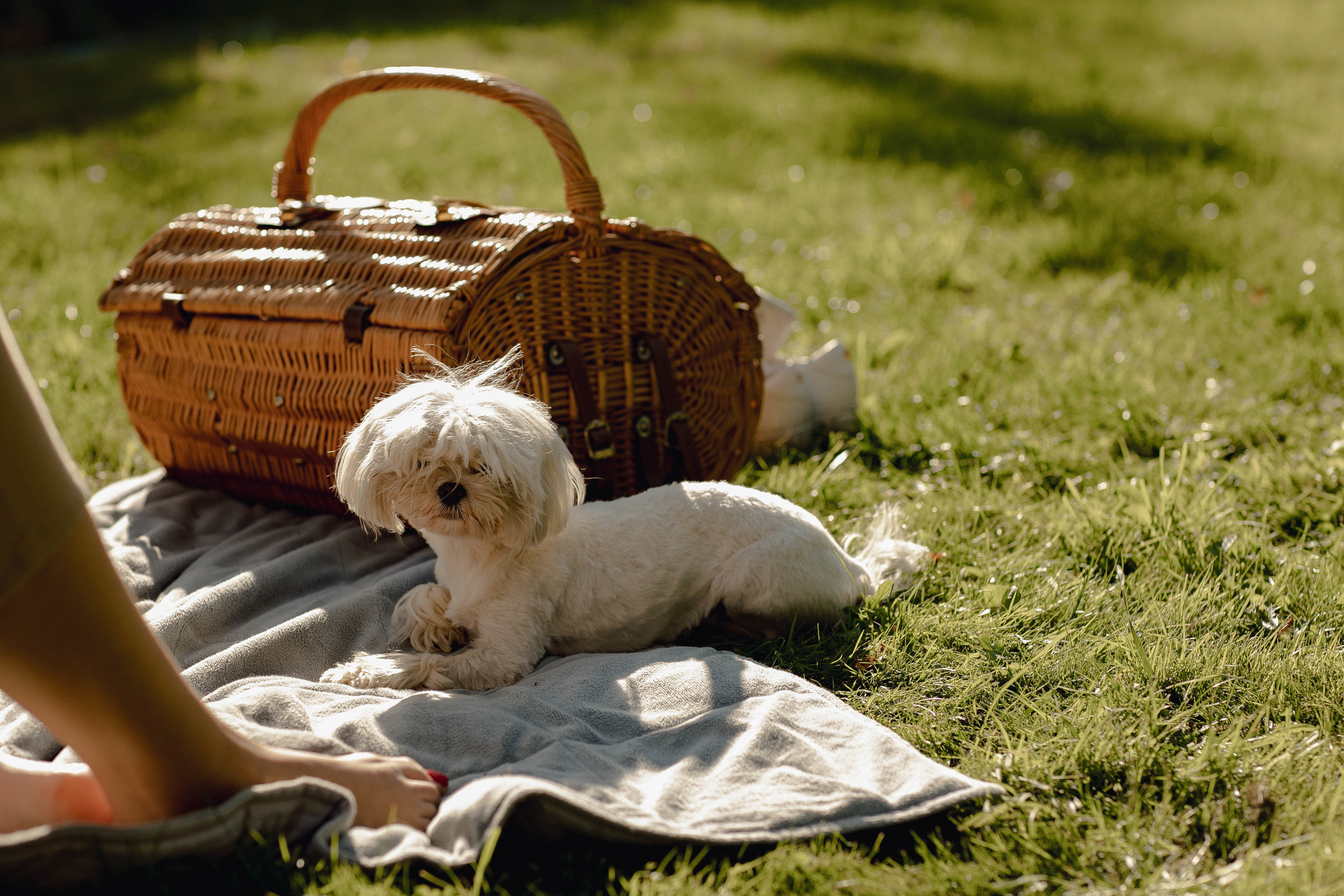 L. @dariazphoto свадебный фотограф