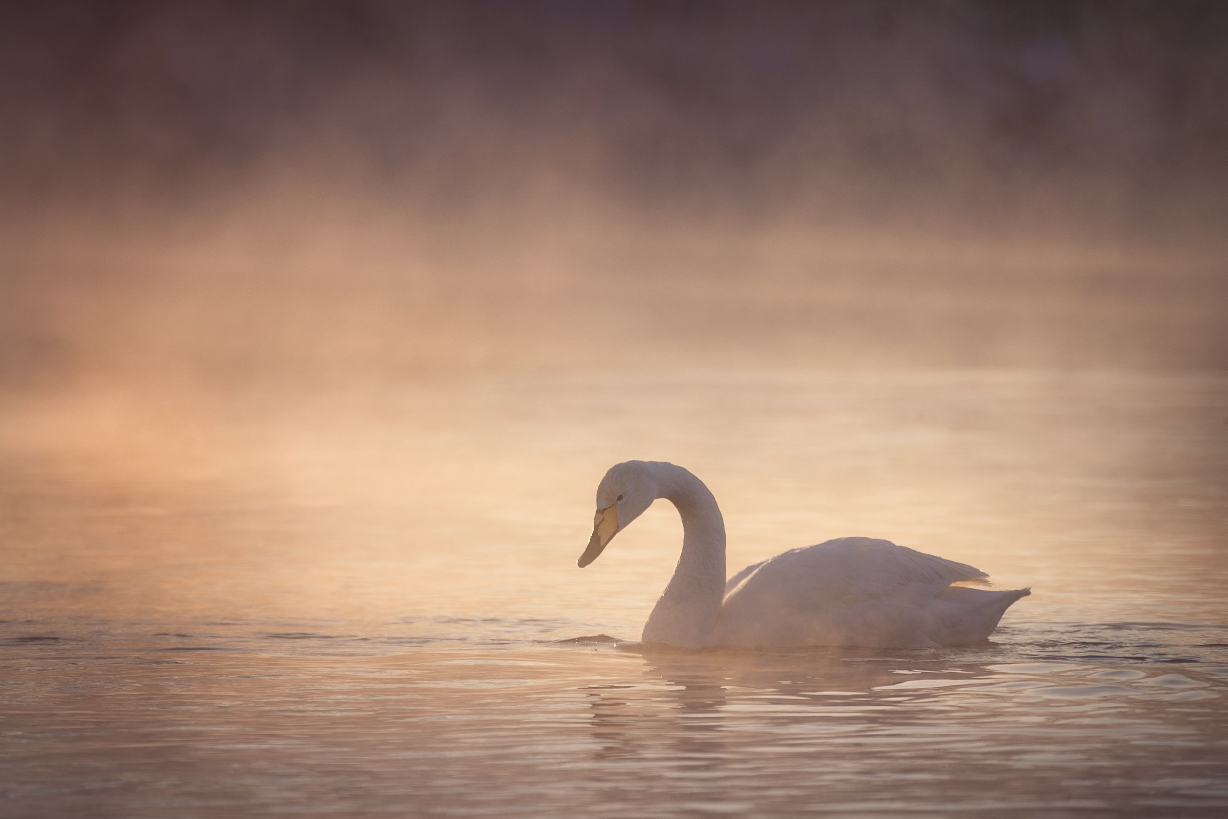 Дикая природа • Wildlife. Елена Ивановой • Профессиональный фотограф