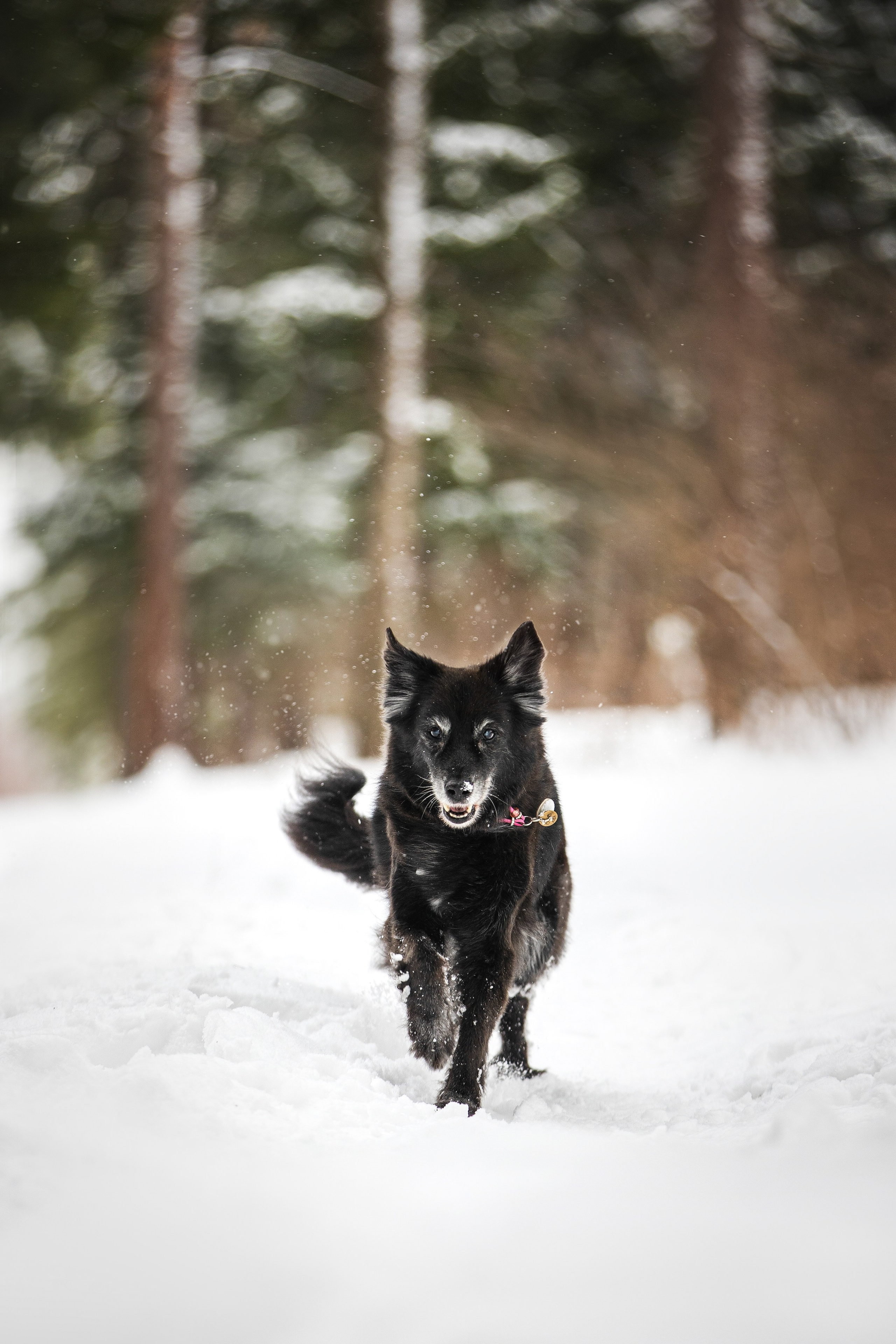 Валя, Варя и Лада. Фотограф анималист в Москве Майорова Евгения