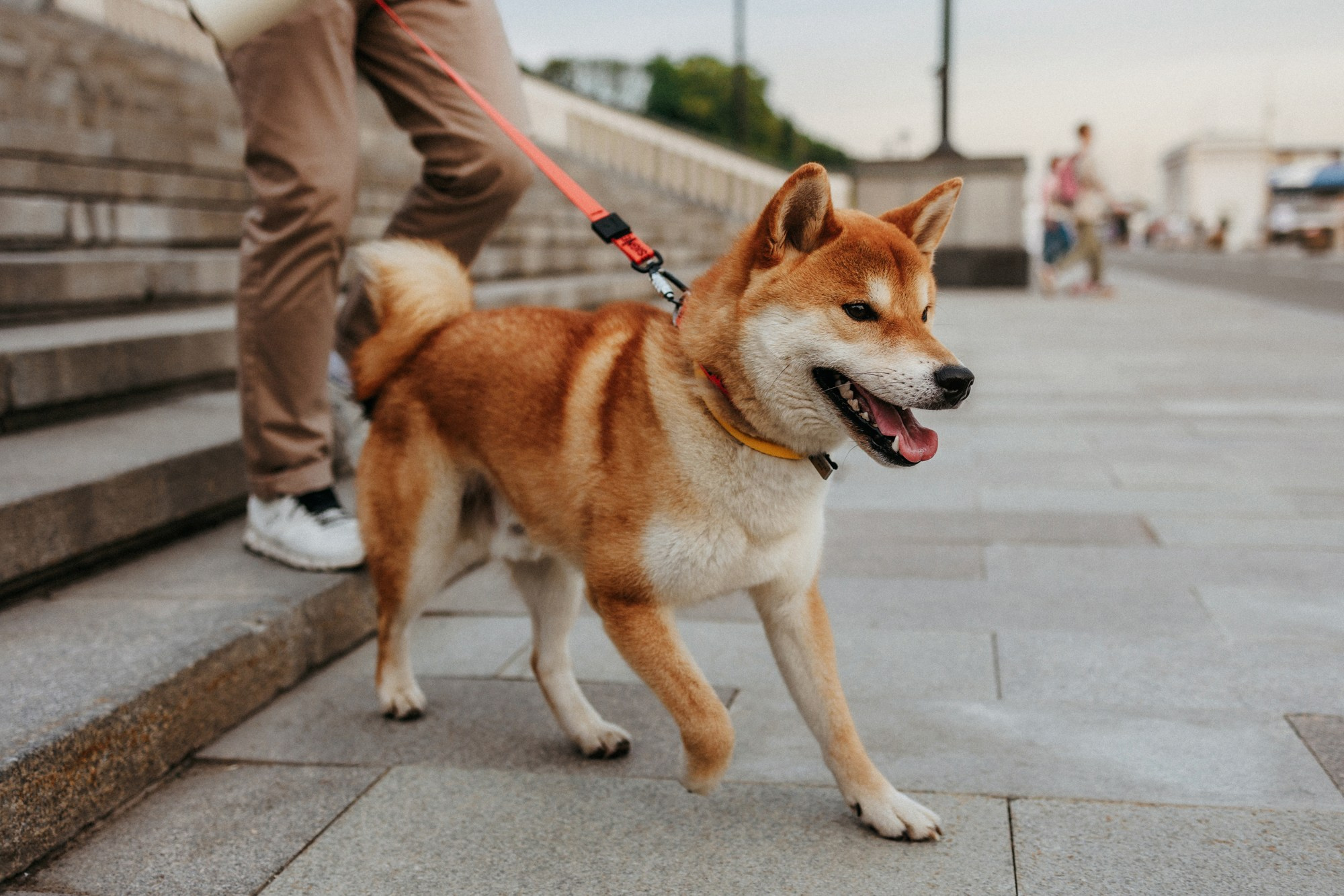 Аня, Влад и Ики. Фотограф-анималист Елена Радченко, Москва