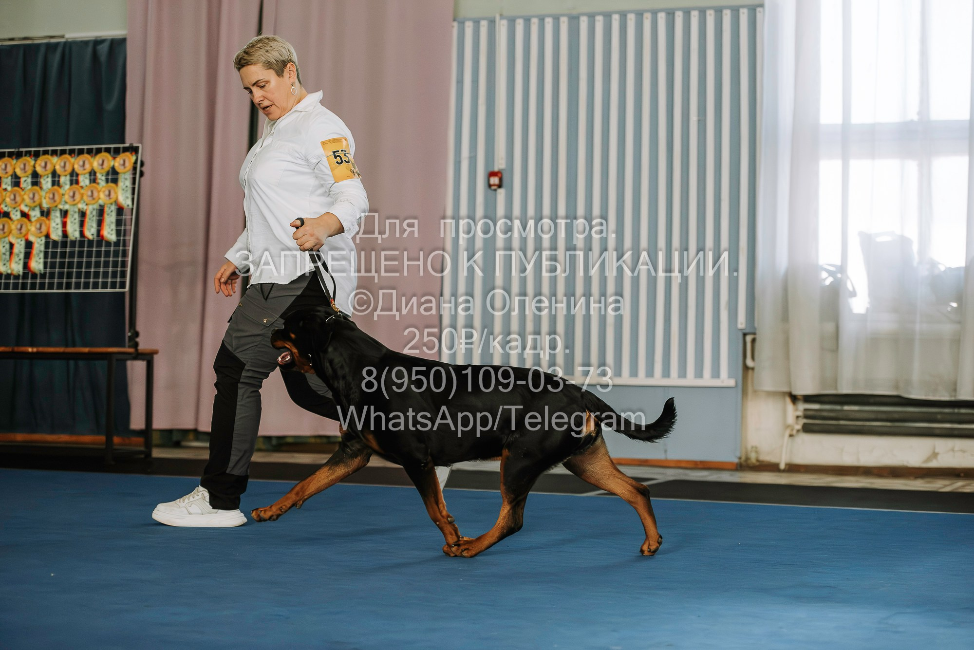 Выставка собак Красноярск 29.10.2023. Фотограф Диана Оленина Красноярск / Братск