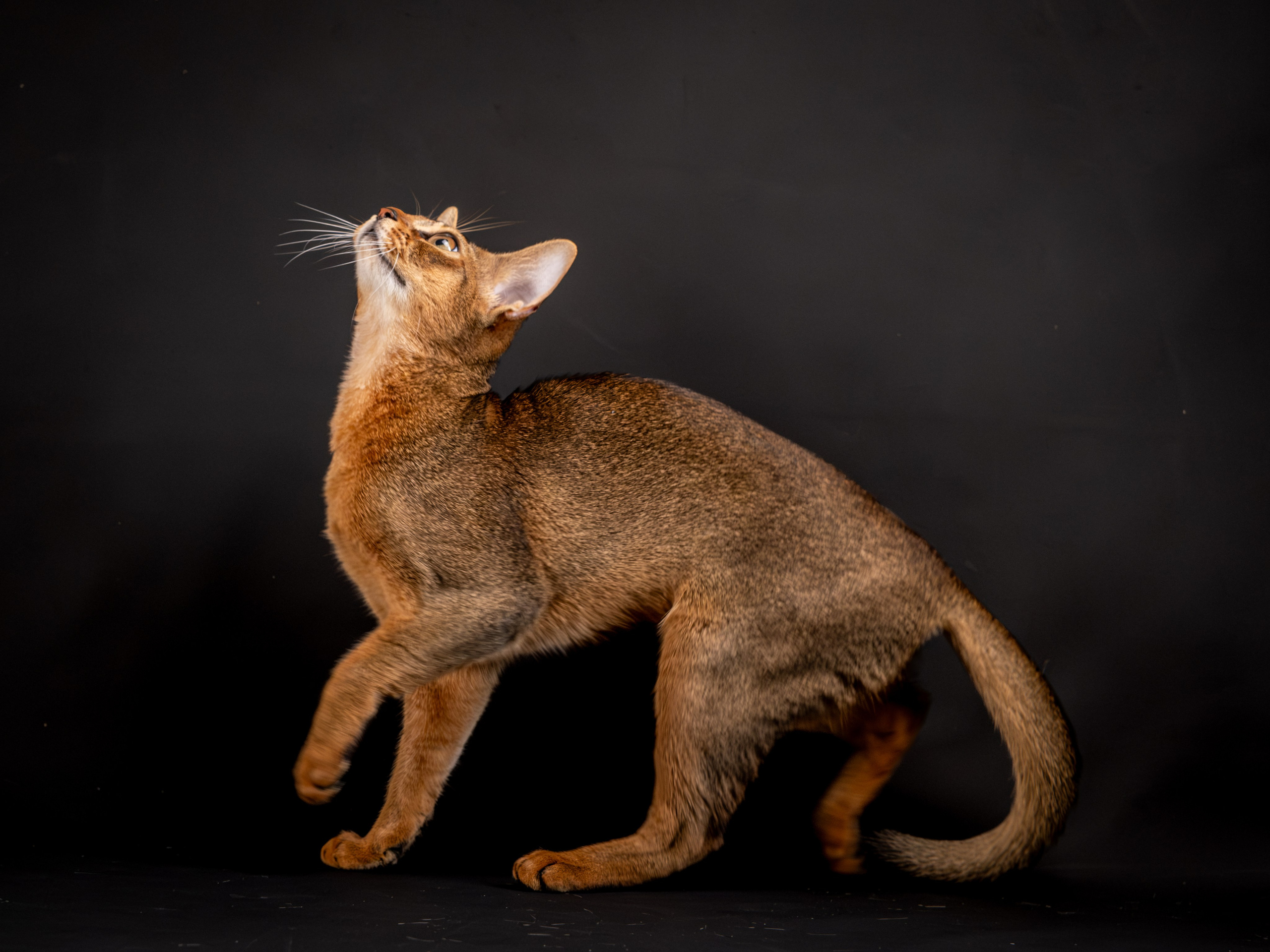 Абиссинцы для Натальи). Зоофотограф, фотограф животных в Москве и области Дина Дамоцева