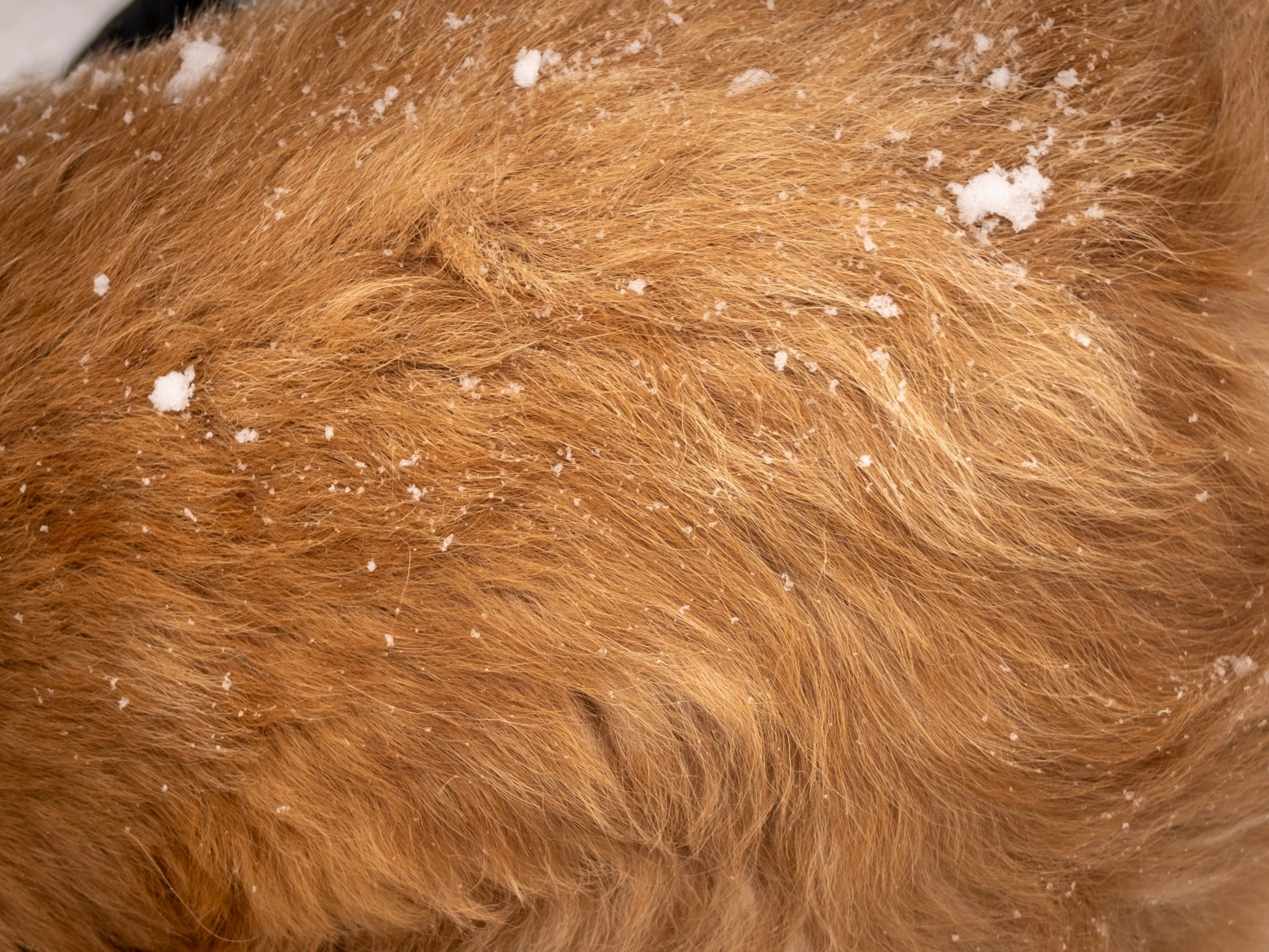 Приют Бирюлёво — для Надежды!. Зоофотограф, фотограф животных в Москве и области Дина Дамоцева