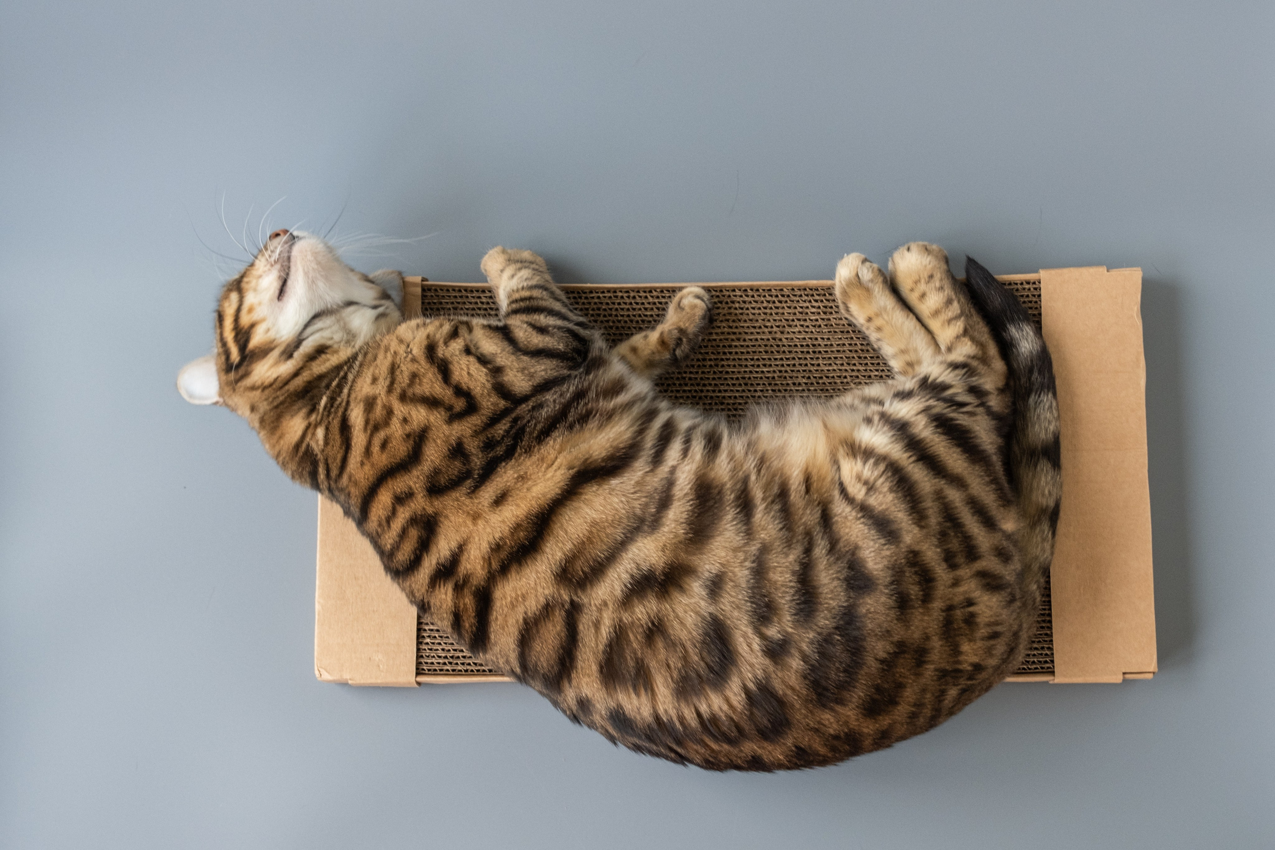 Когтеточки из картона. Зоофотограф, фотограф животных в Москве и области Дина Дамоцева