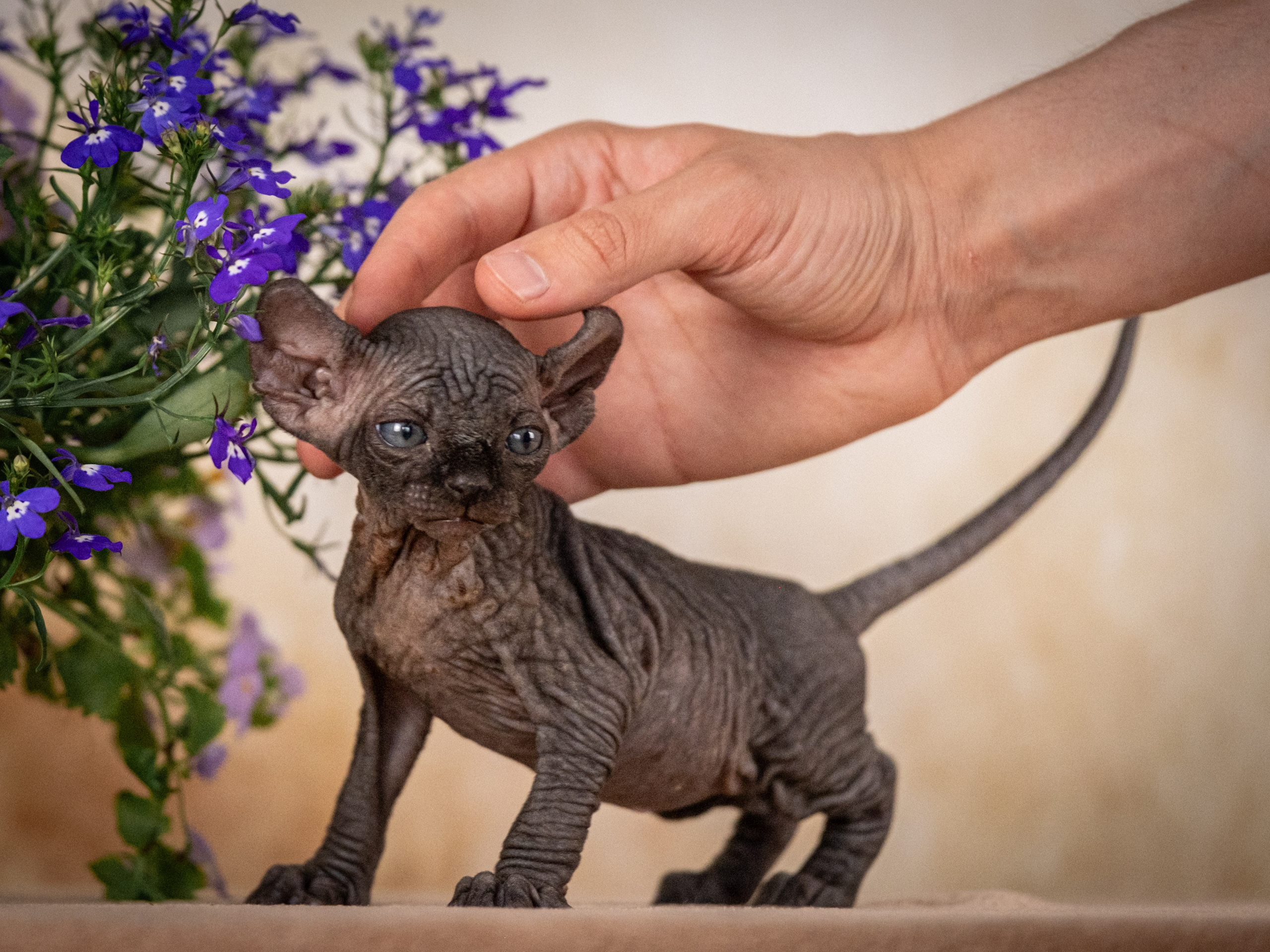 Сфинксы и эльфы для Никиты!. Зоофотограф, фотограф животных в Москве и области Дина Дамоцева