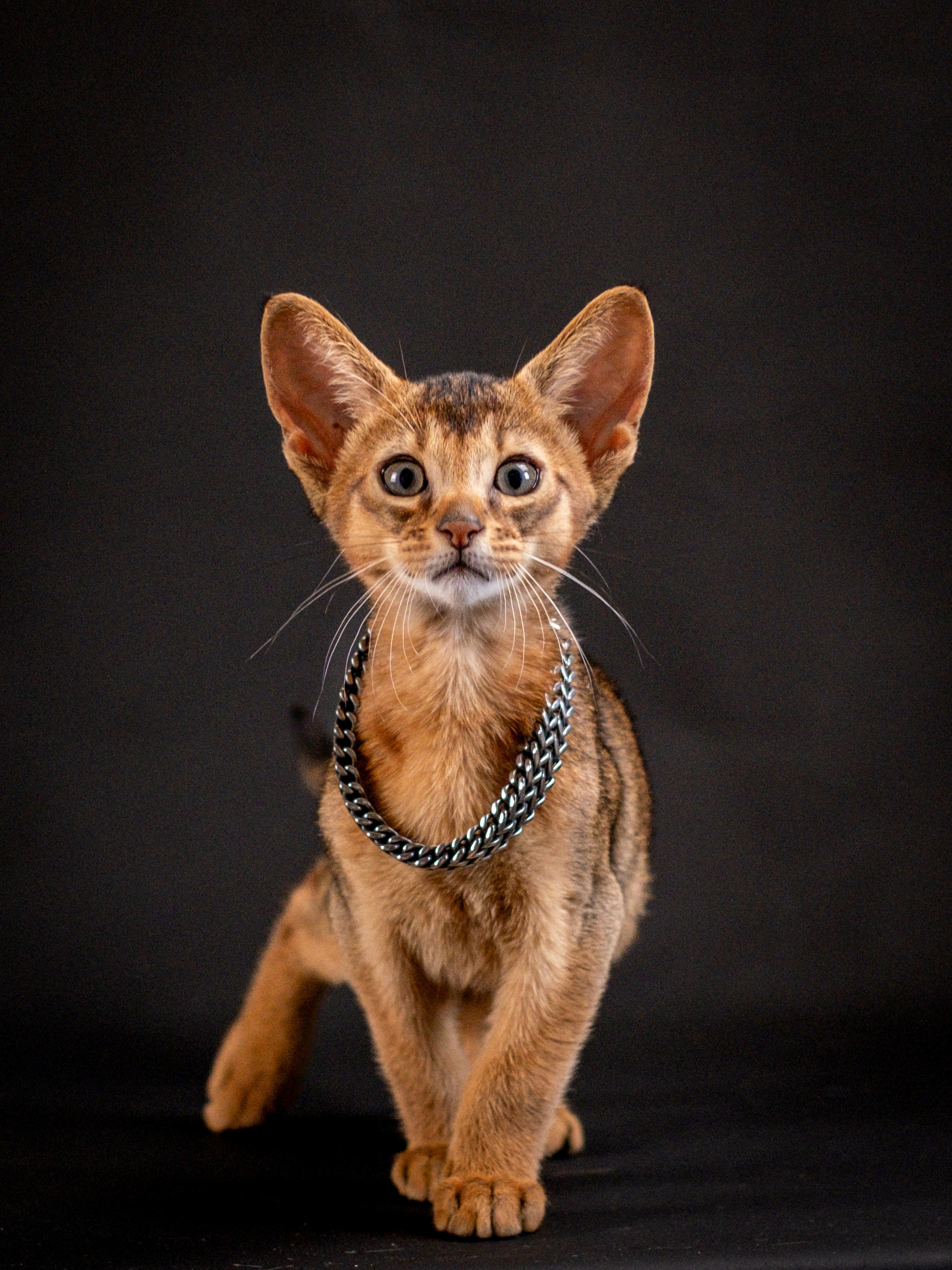 Абиссинцы для Натальи). Зоофотограф, фотограф животных в Москве и области Дина Дамоцева