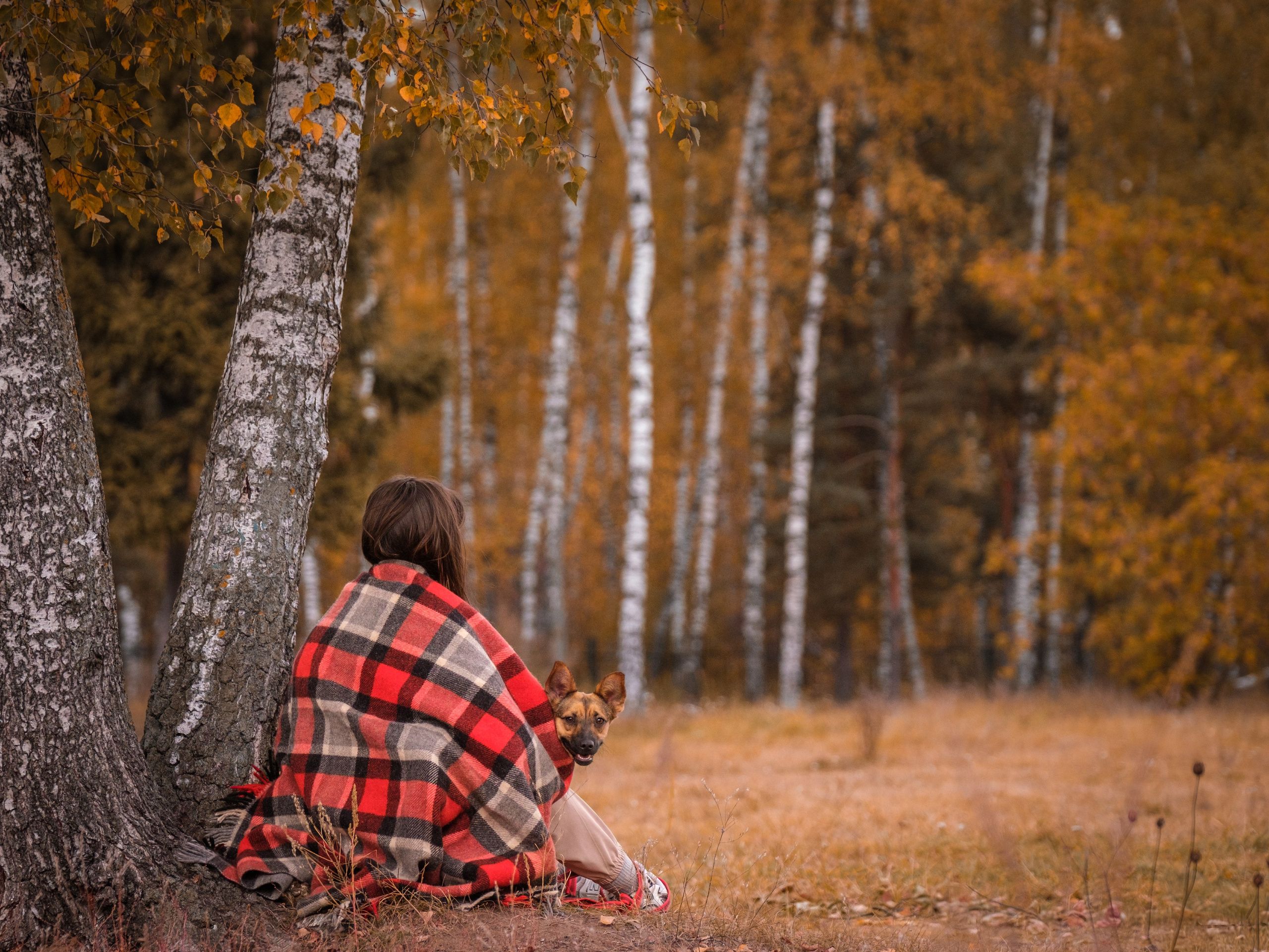 Осенняя Дося-модница). Зоофотограф, фотограф животных в Москве и области Дина Дамоцева