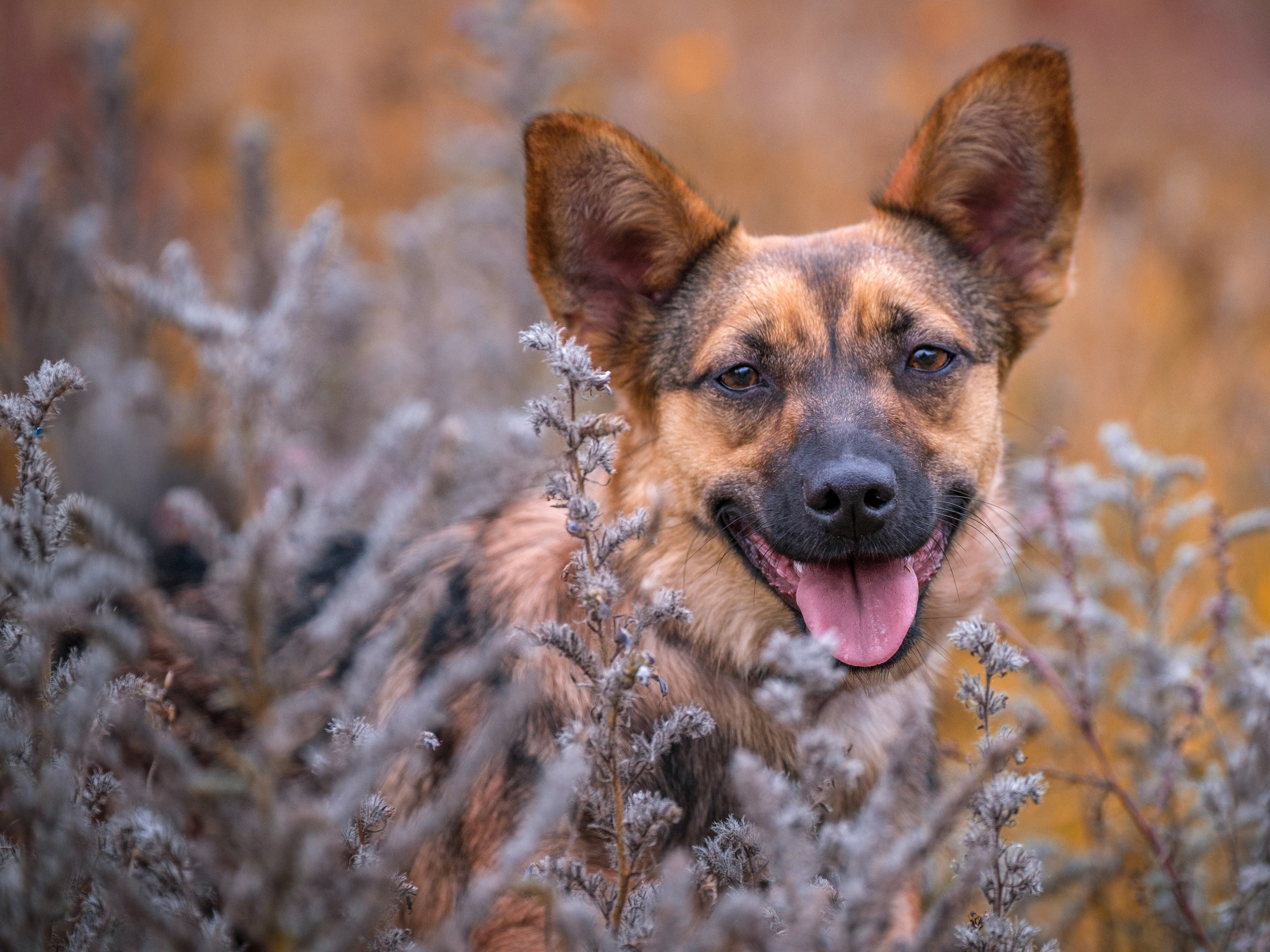 Осенняя Дося-модница). Зоофотограф, фотограф животных в Москве и области Дина Дамоцева