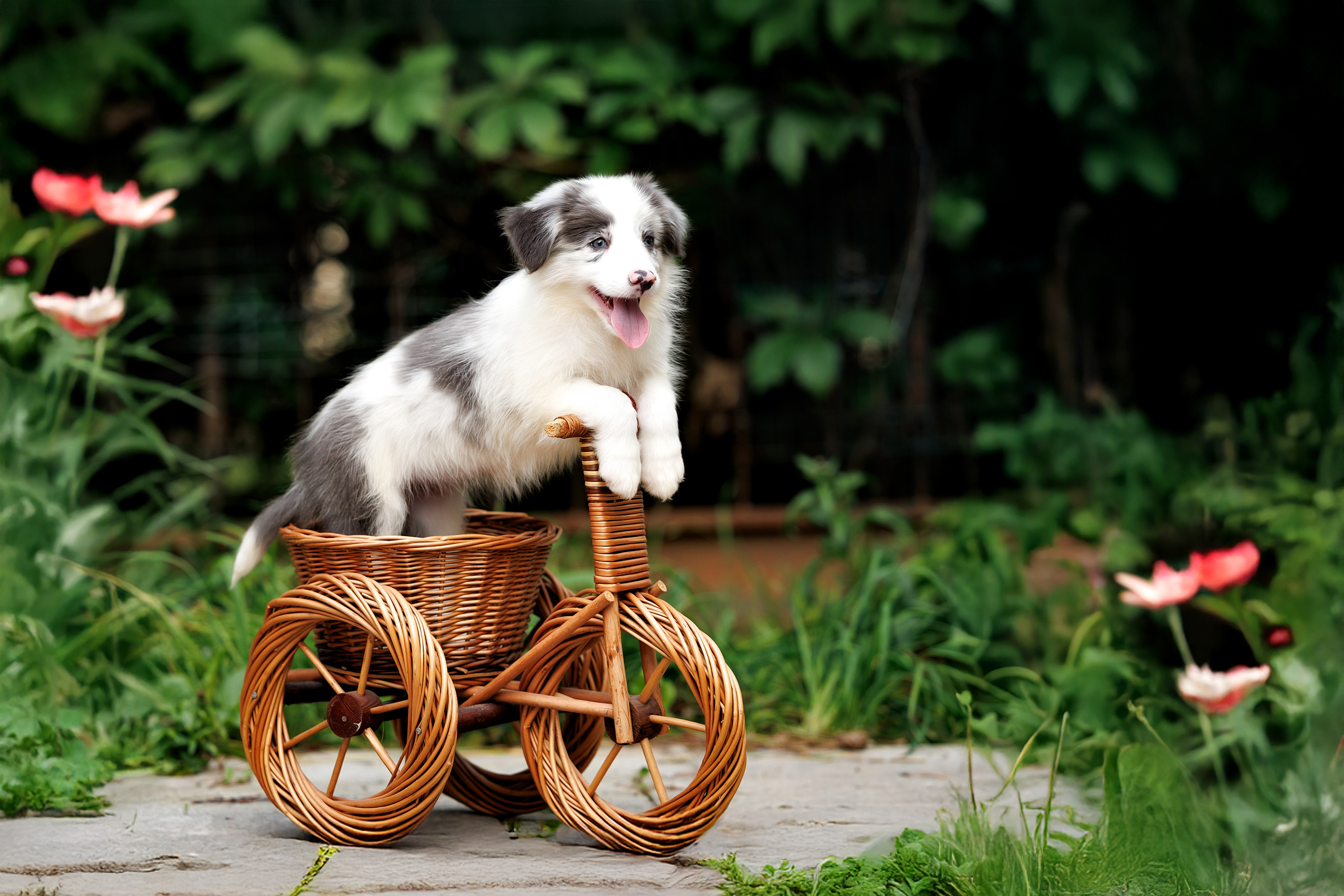 Портфолио: Фотосъёмка щенков в Москве и области — трогательные моменты. Фотограф-анималист и бренд-фотограф в Москве | Фотография собак, людей, бизнес-портрет