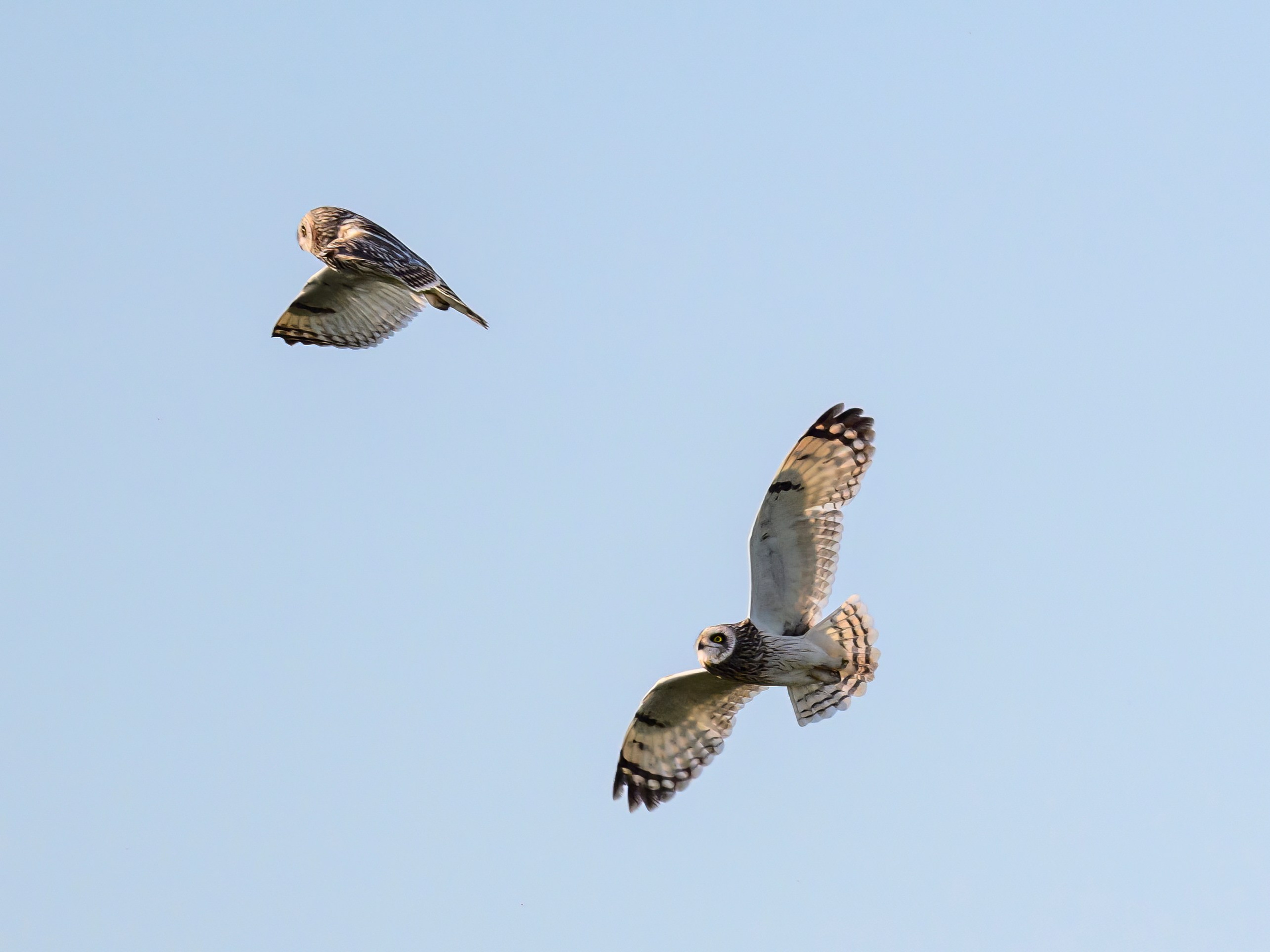 Совы играют в догонялки. Wildlife photography by Sergey Puponin