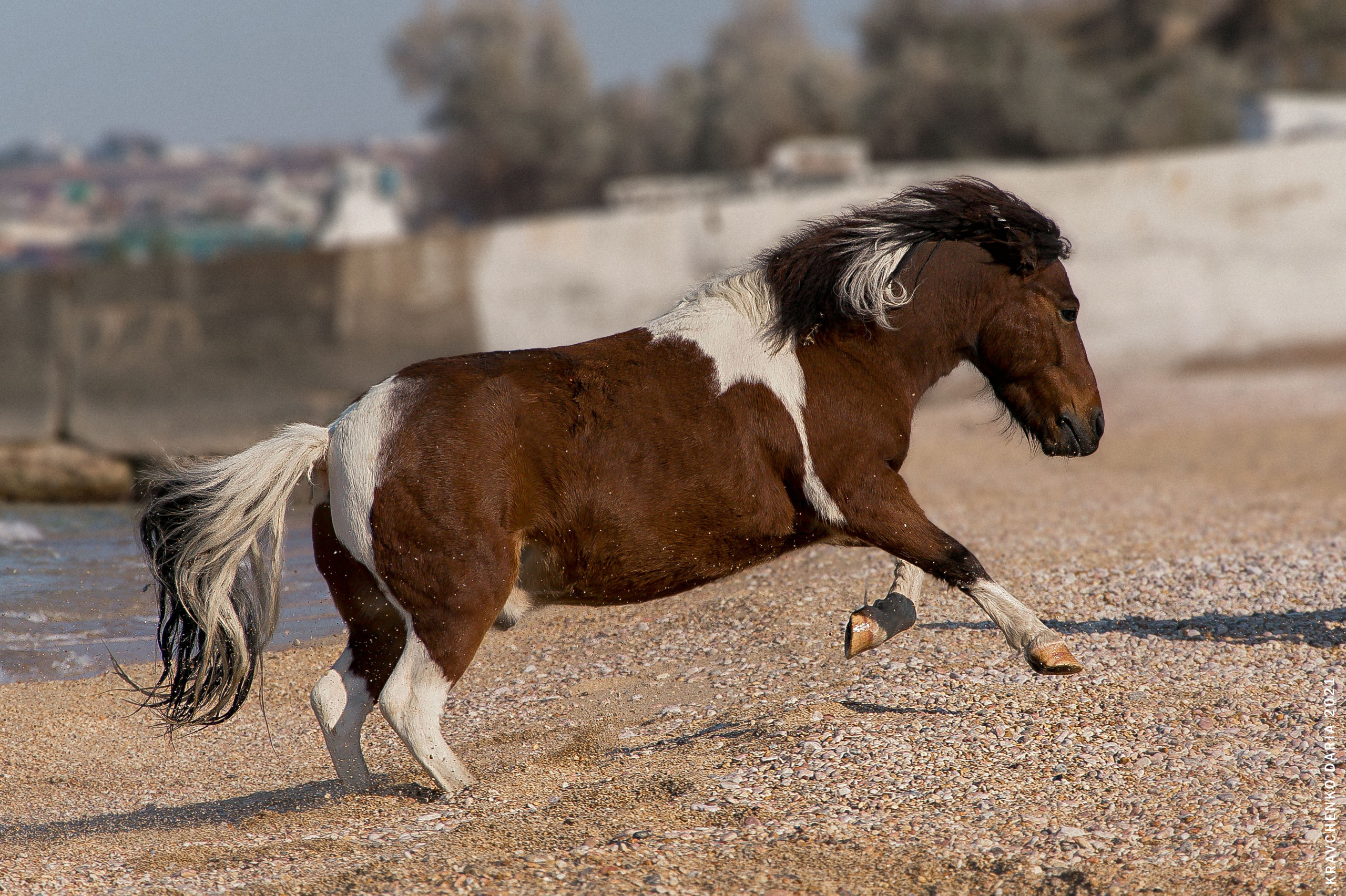 Миф и Фунтик. Фотограф в Севастополе
