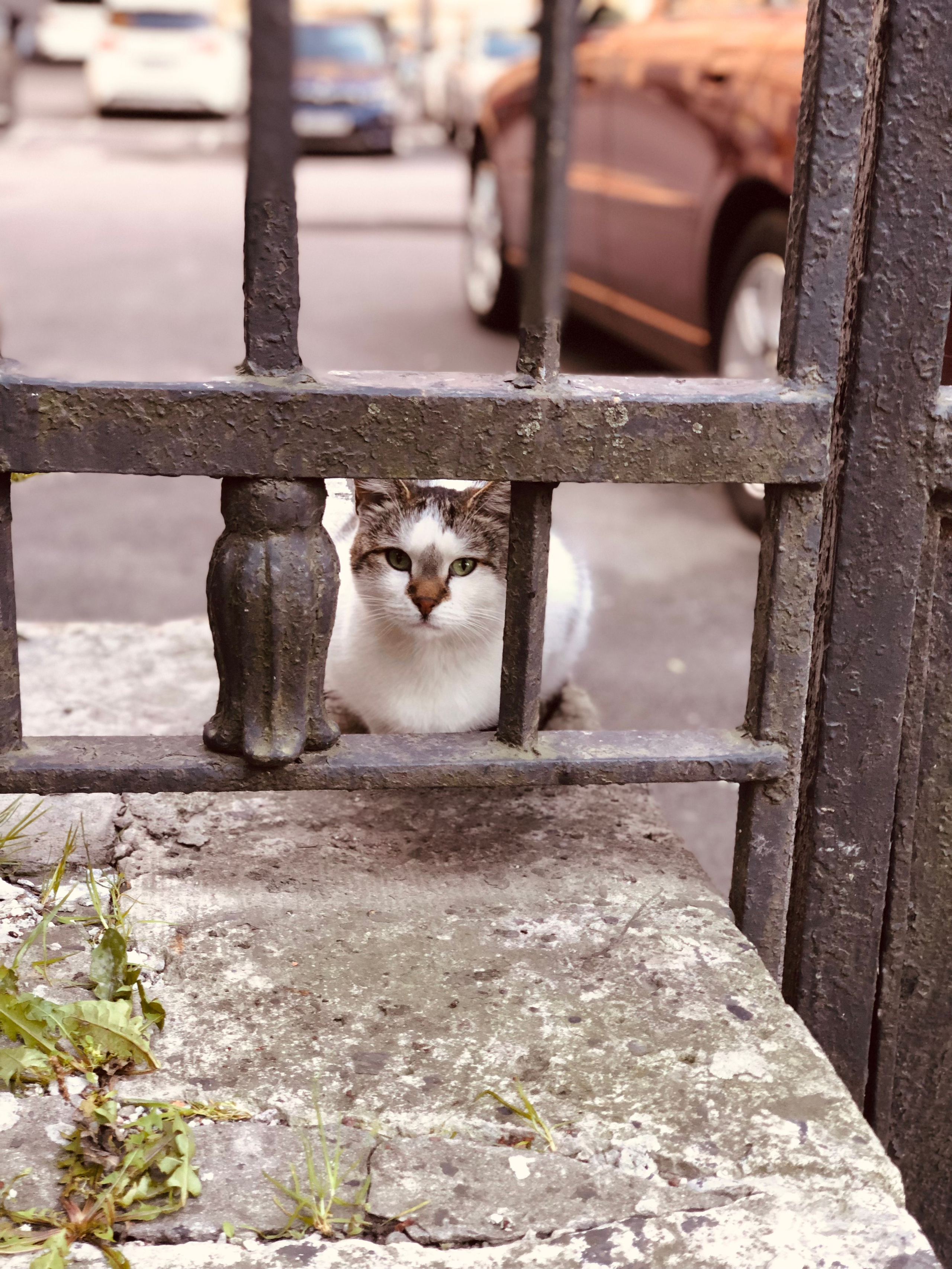 Октябрь. Семейный, Свадебный фотограф СПБ Питер— Романова Екатерина