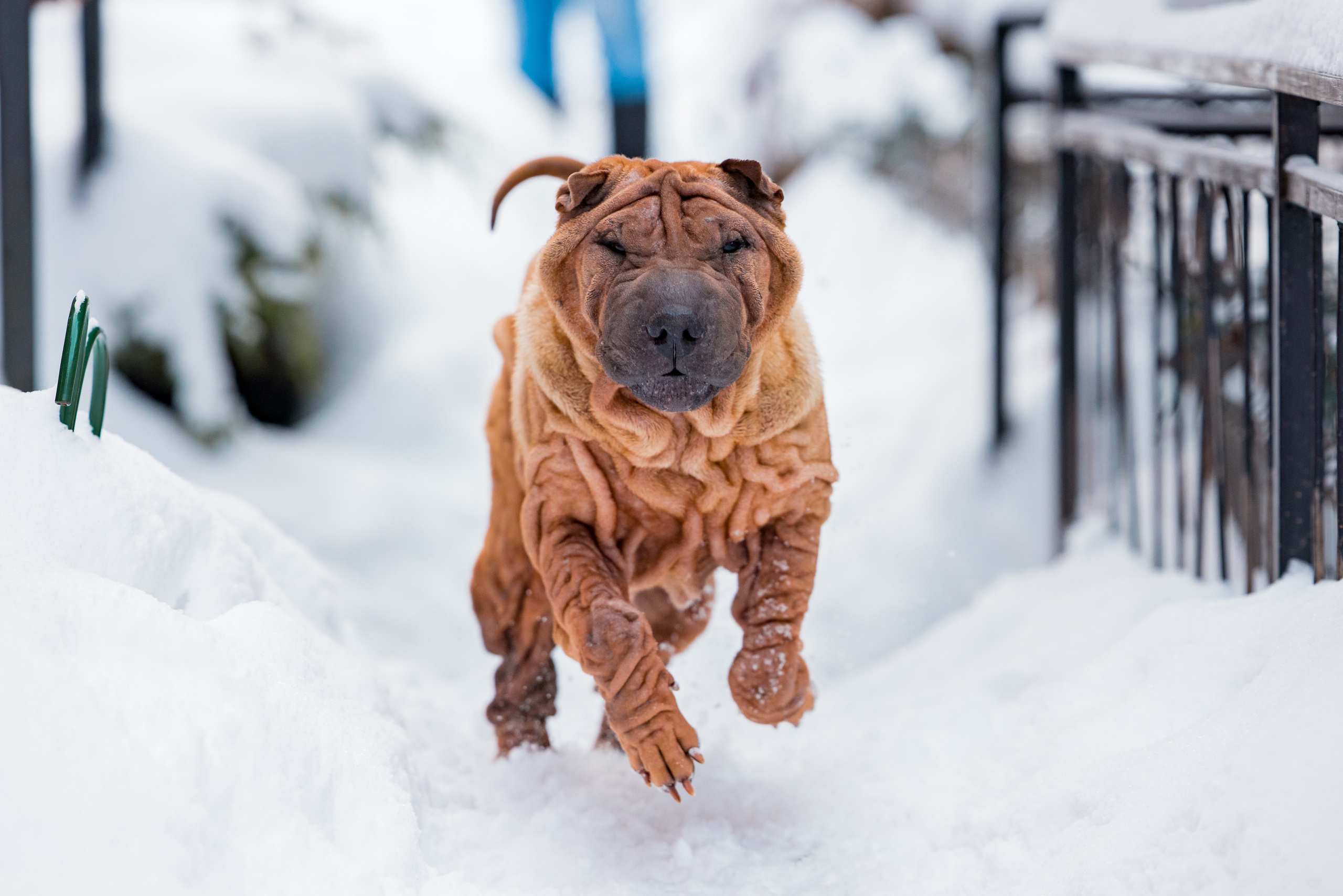 В гостях у шарпеев 16.01.2024. Фотограф-анималист Юлия Германика