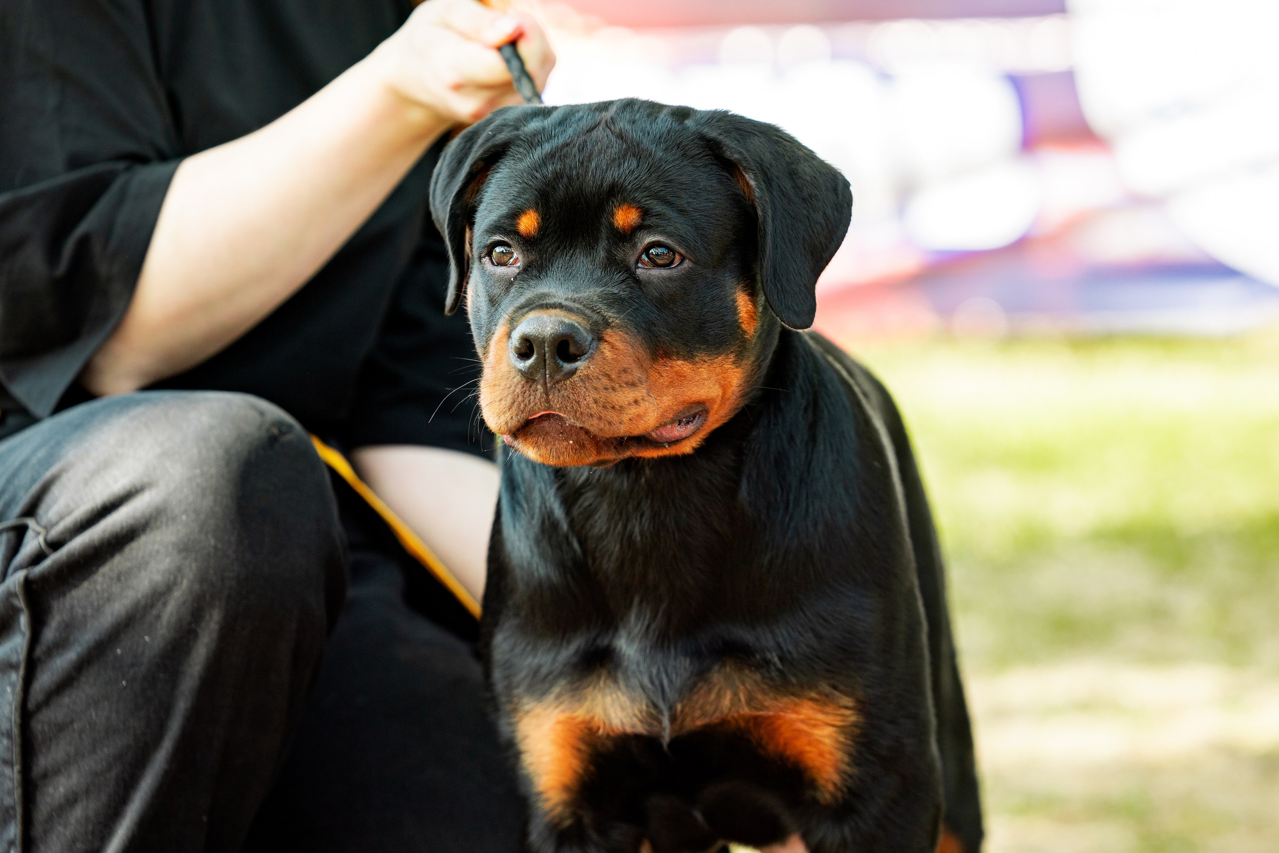Саратов моно ротвейлеров 26-27.04.2025. Фотограф-анималист Юлия Германика
