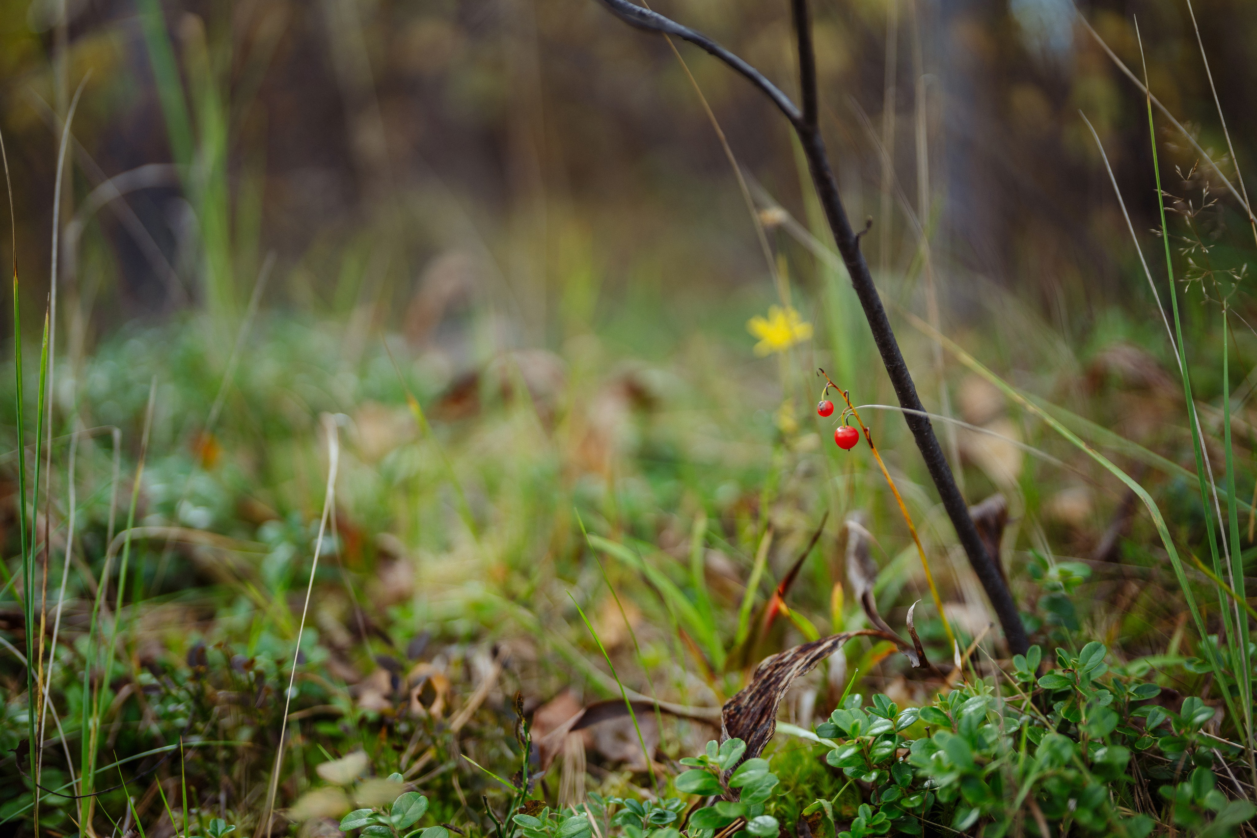 СБЕР · ЭКА · Посадка сеянцев. Владимир Вершинин, тот самый свадебный видеограф