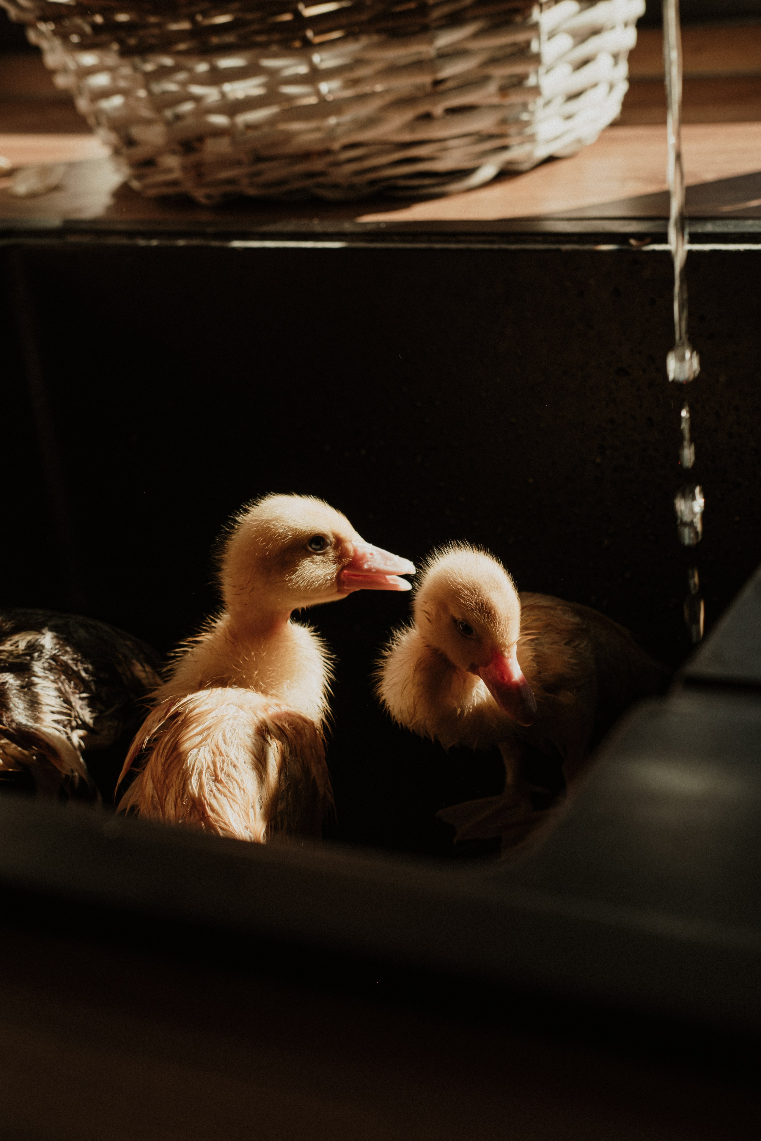 Утята. Свадебный фотограф Челябинск