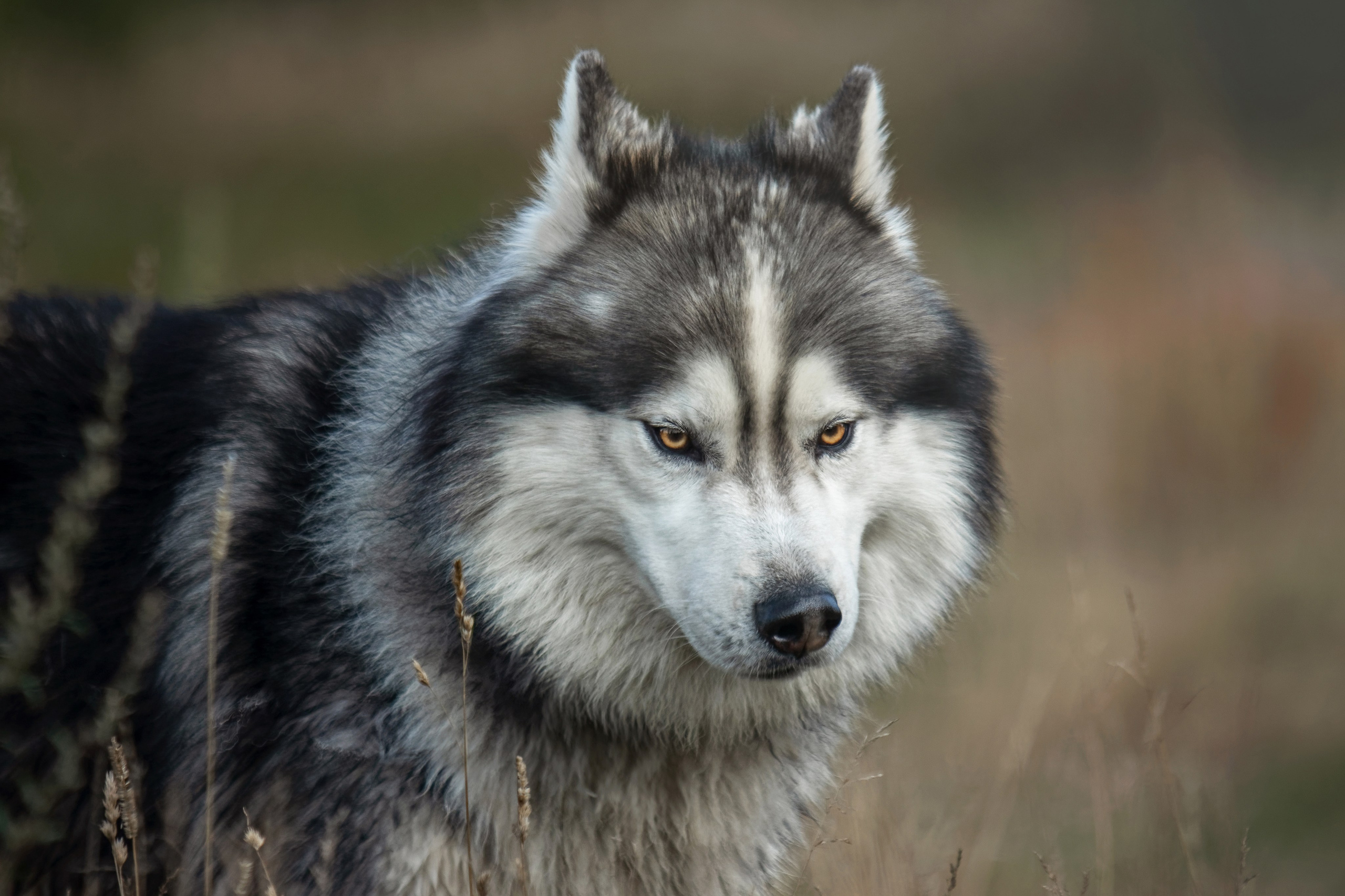 Собаки. Фотограф-анималист Юлия Зубкова
