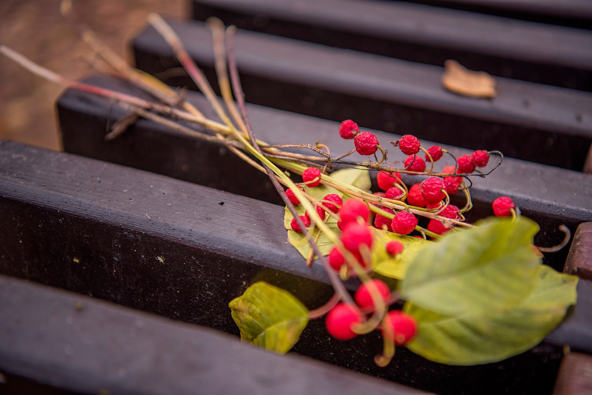 Золотая осень. Семейный и детский фотограф в Москве Алена Прошкина