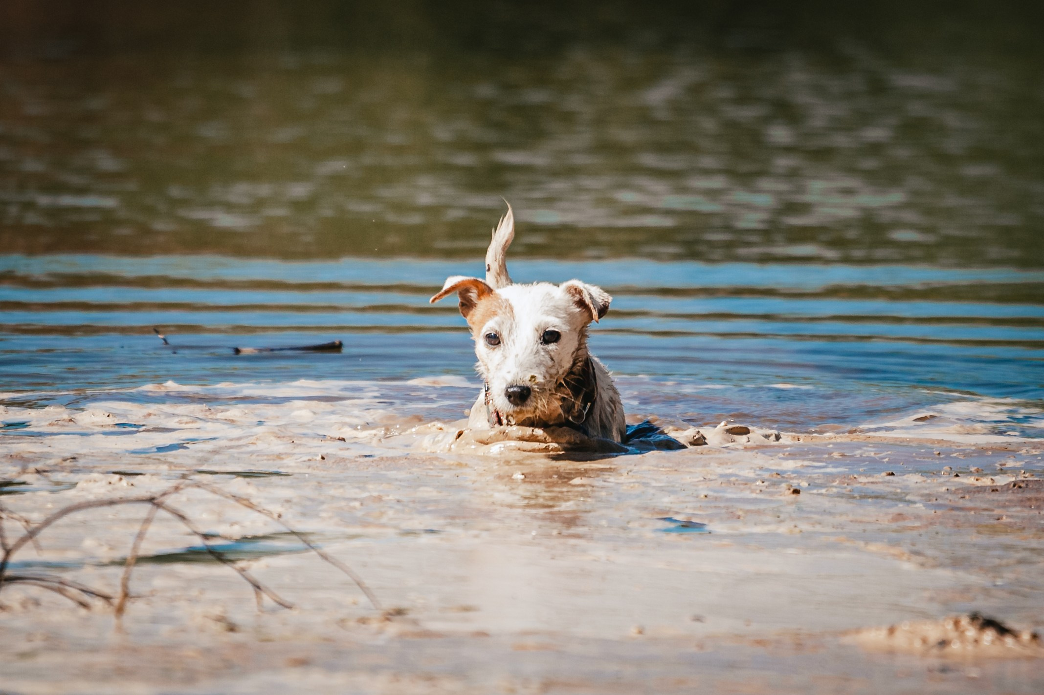 Кондуки. Фотограф-анималист Татьяна Степанова