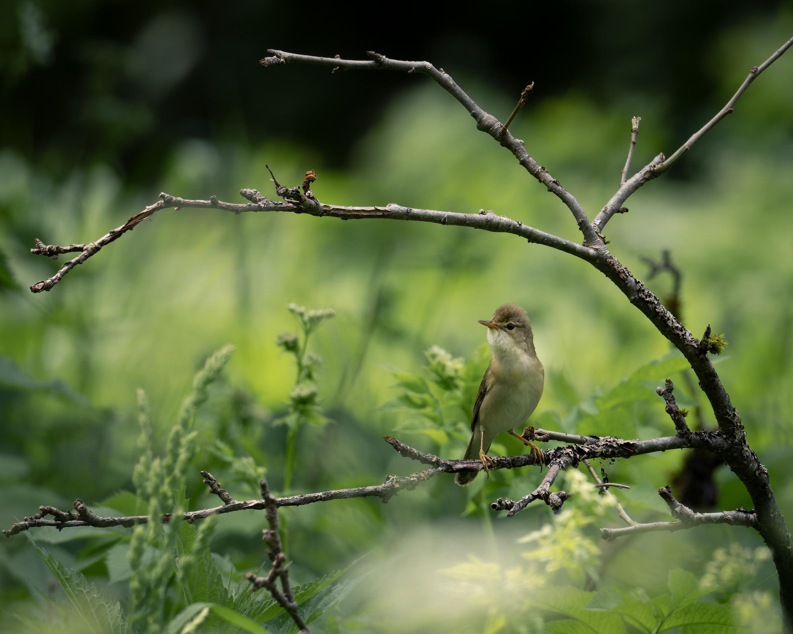 Smolensk 2025. Anton Chernov | Wildlife photographer