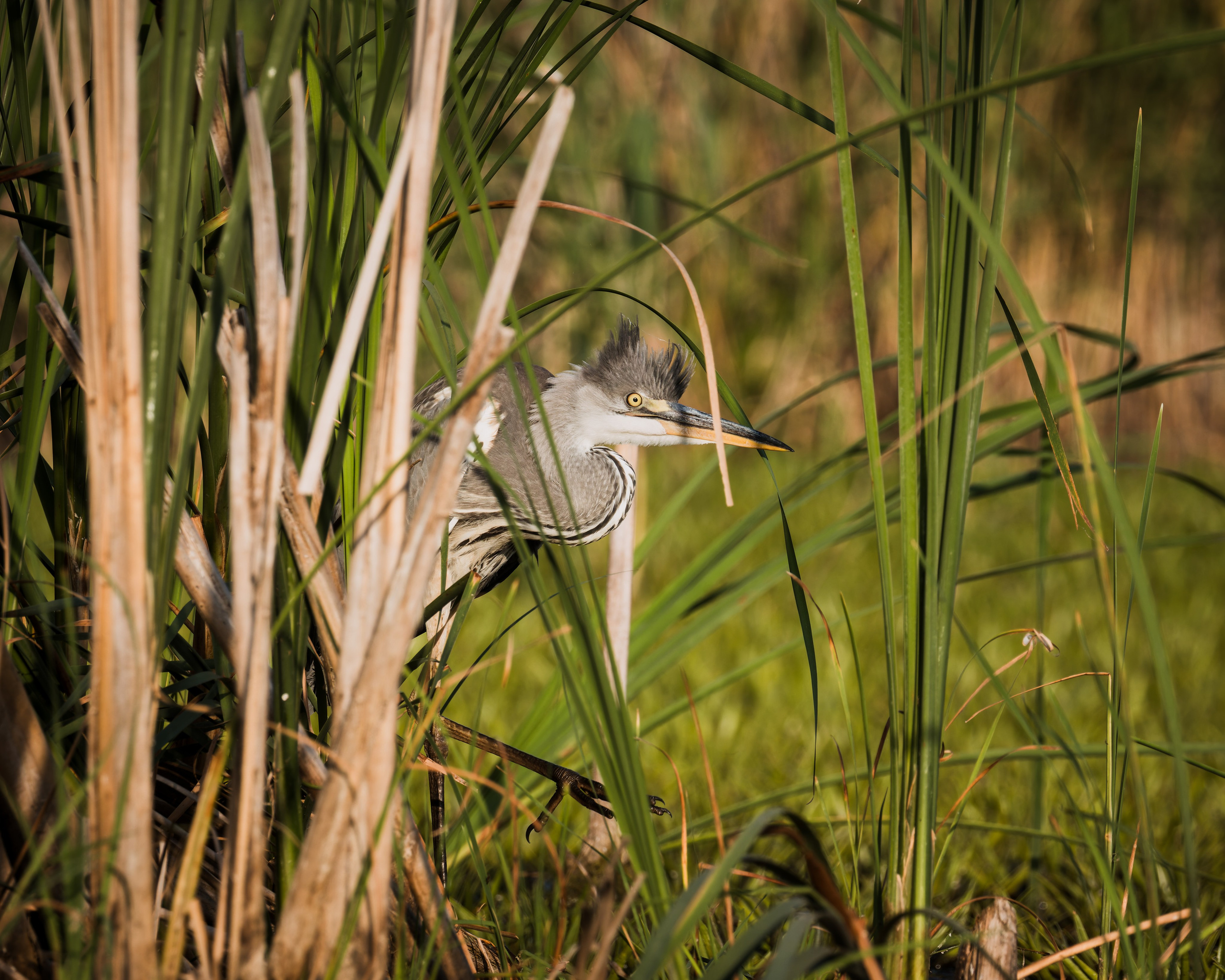Voronezh 2025. Anton Chernov | Wildlife photographer