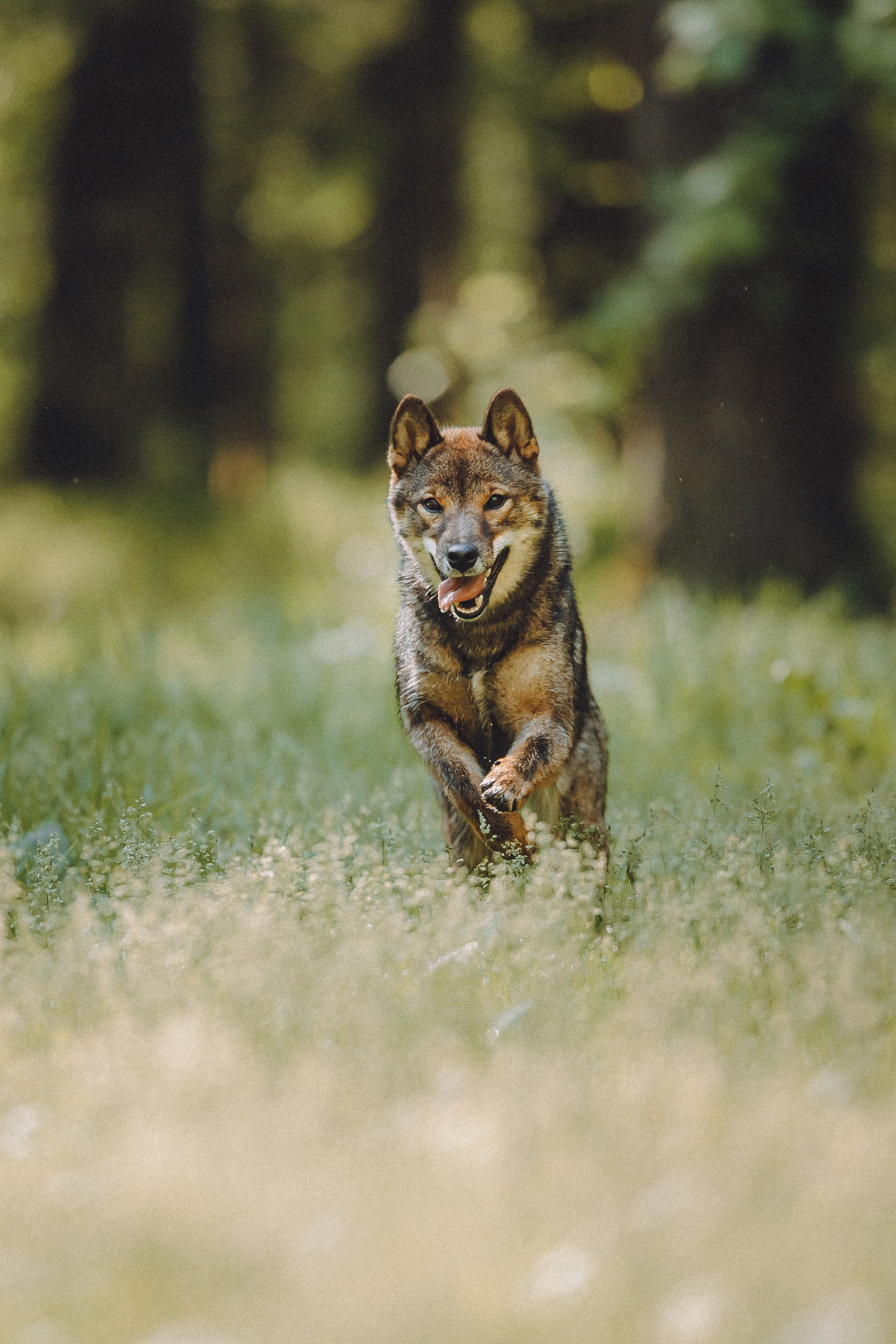 Шед, Цири, Чиби, Цера и их семья