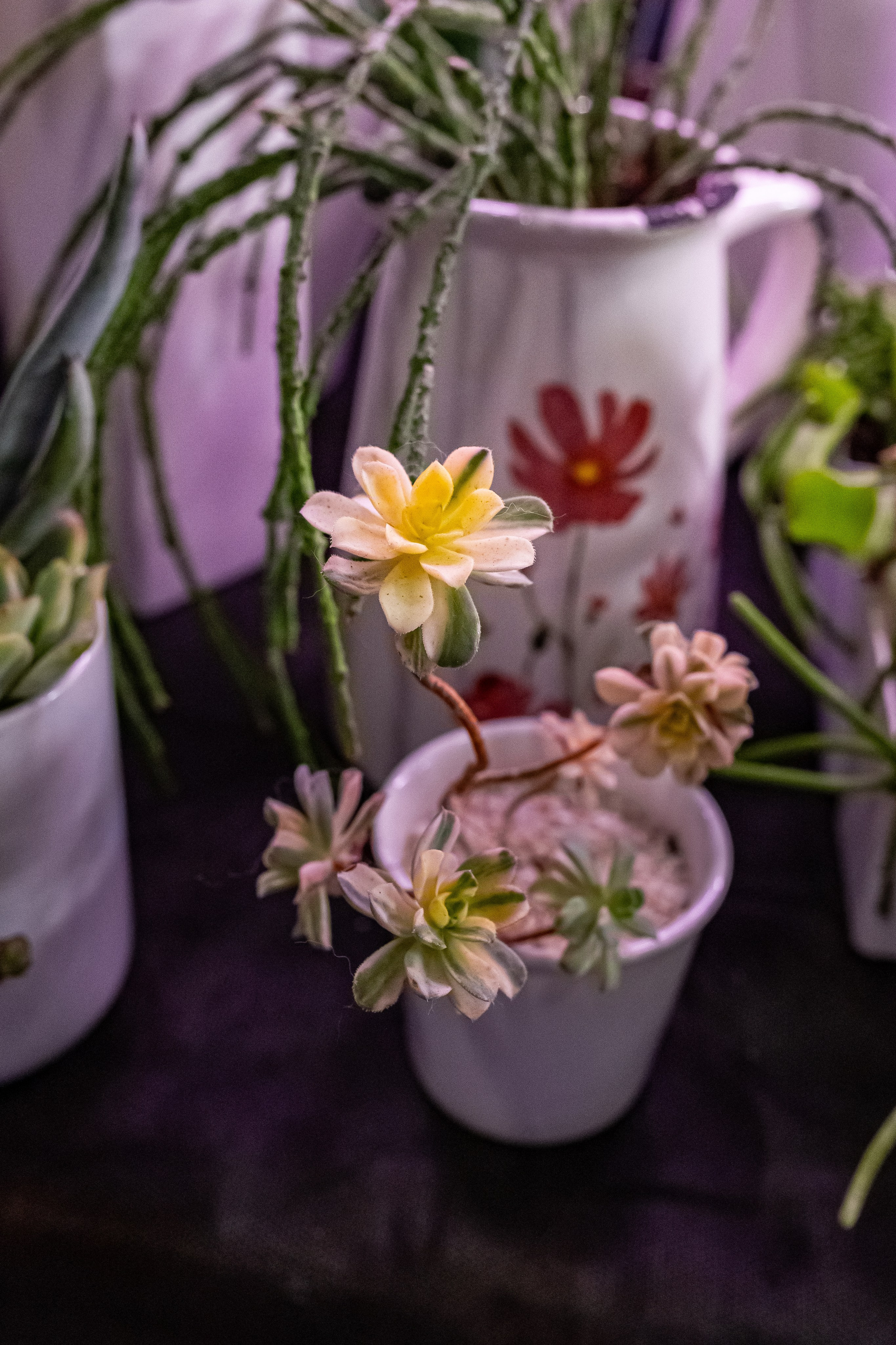 Рептилиум 2024. Александра Куликова фотограф, Москва