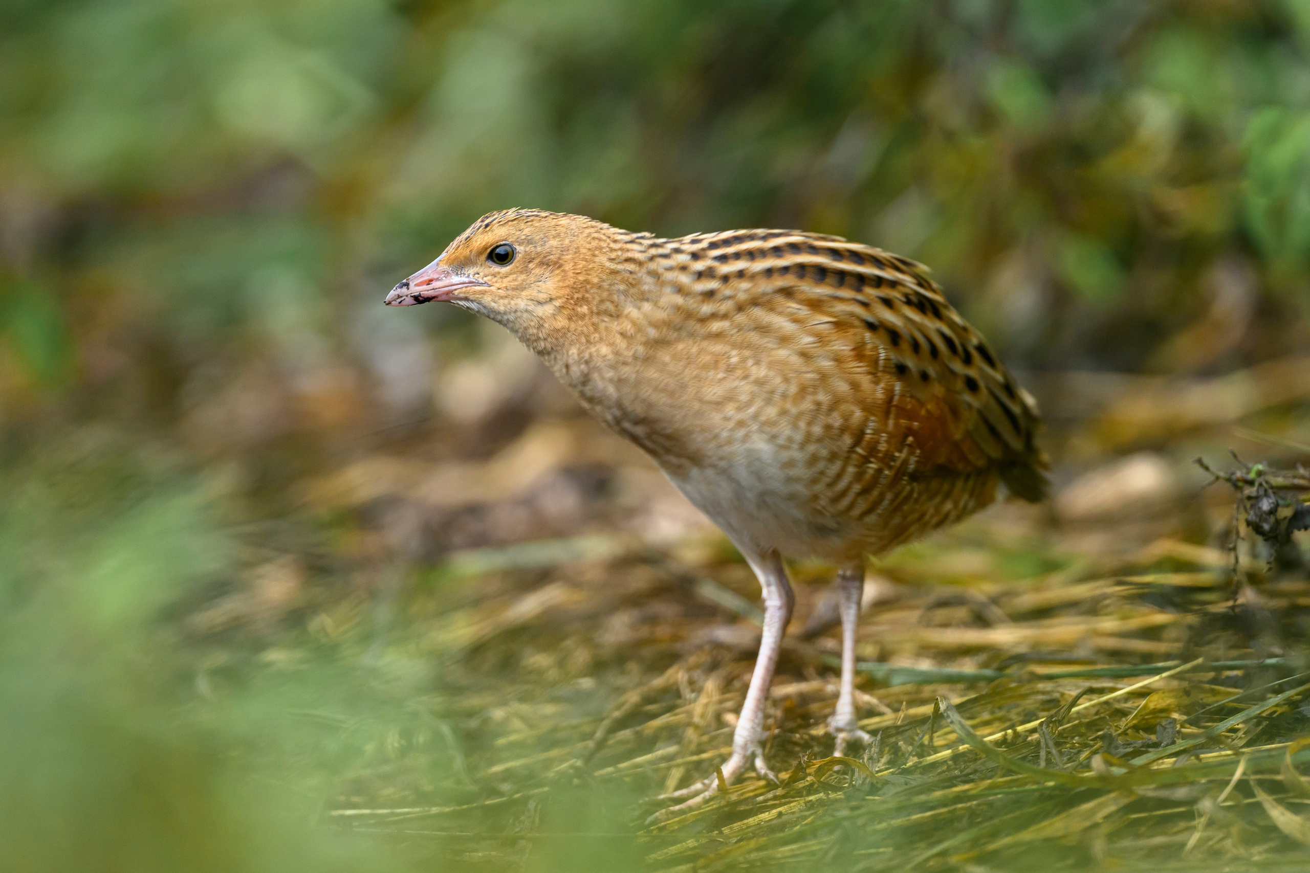 Коростель, кукушка, каменка. Wildlife photography by Sergey Puponin