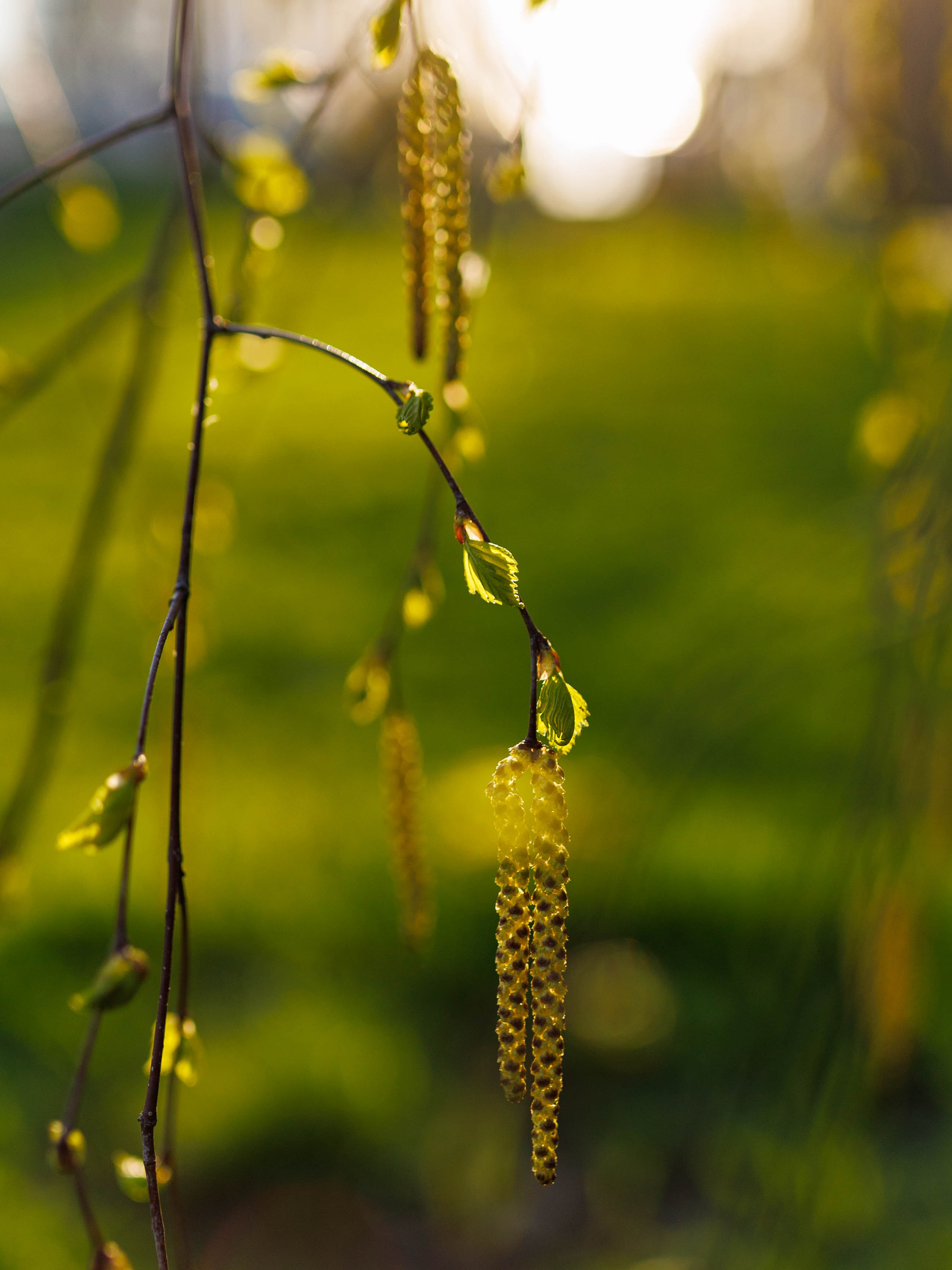 Фотографии природы Липецка. Свадебный и семейный фотограф Виолетта в Липецке