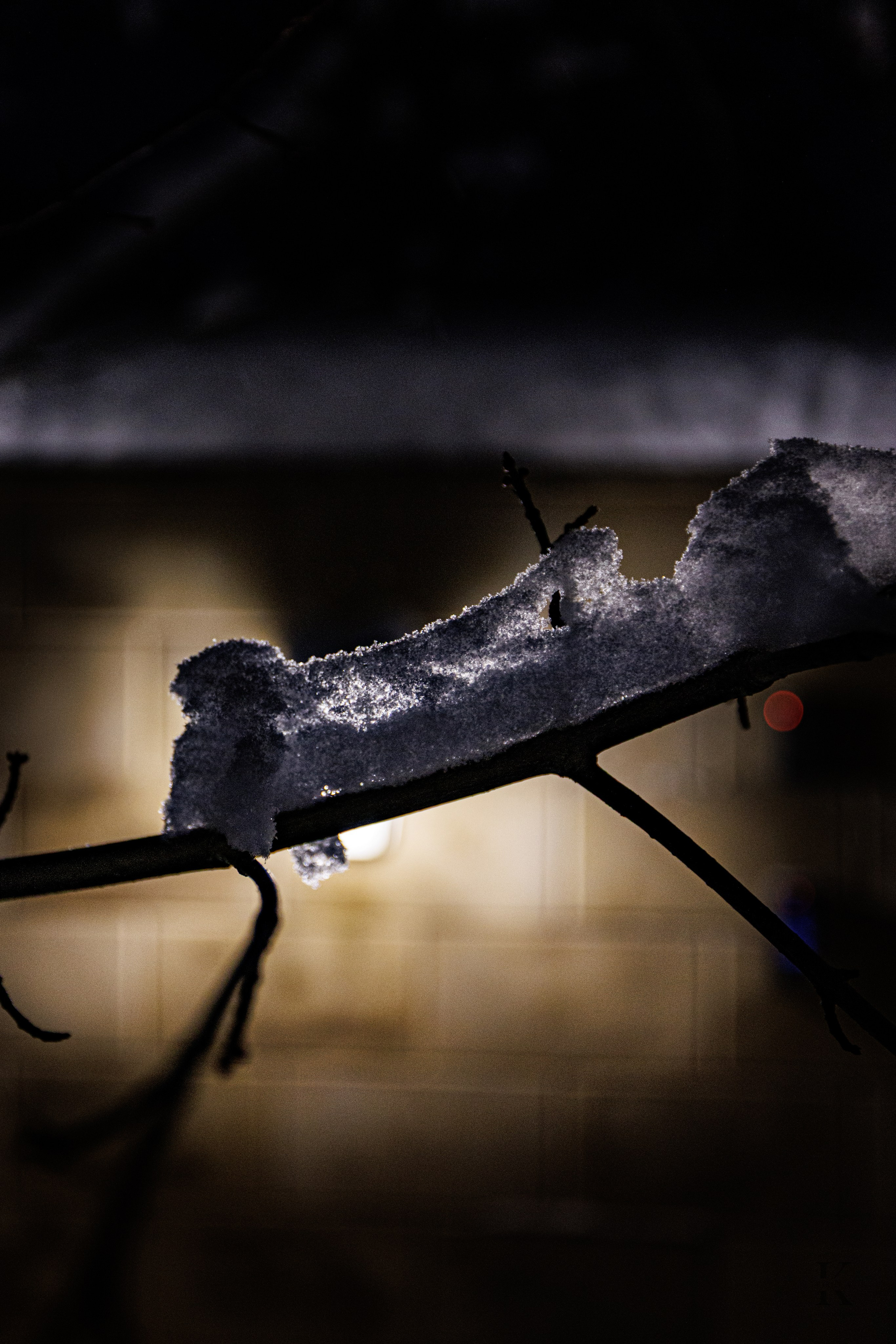 Природа 31 Декабря 2025 года. Клены. Фотографирую жизнь! Московский фотограф волонтер