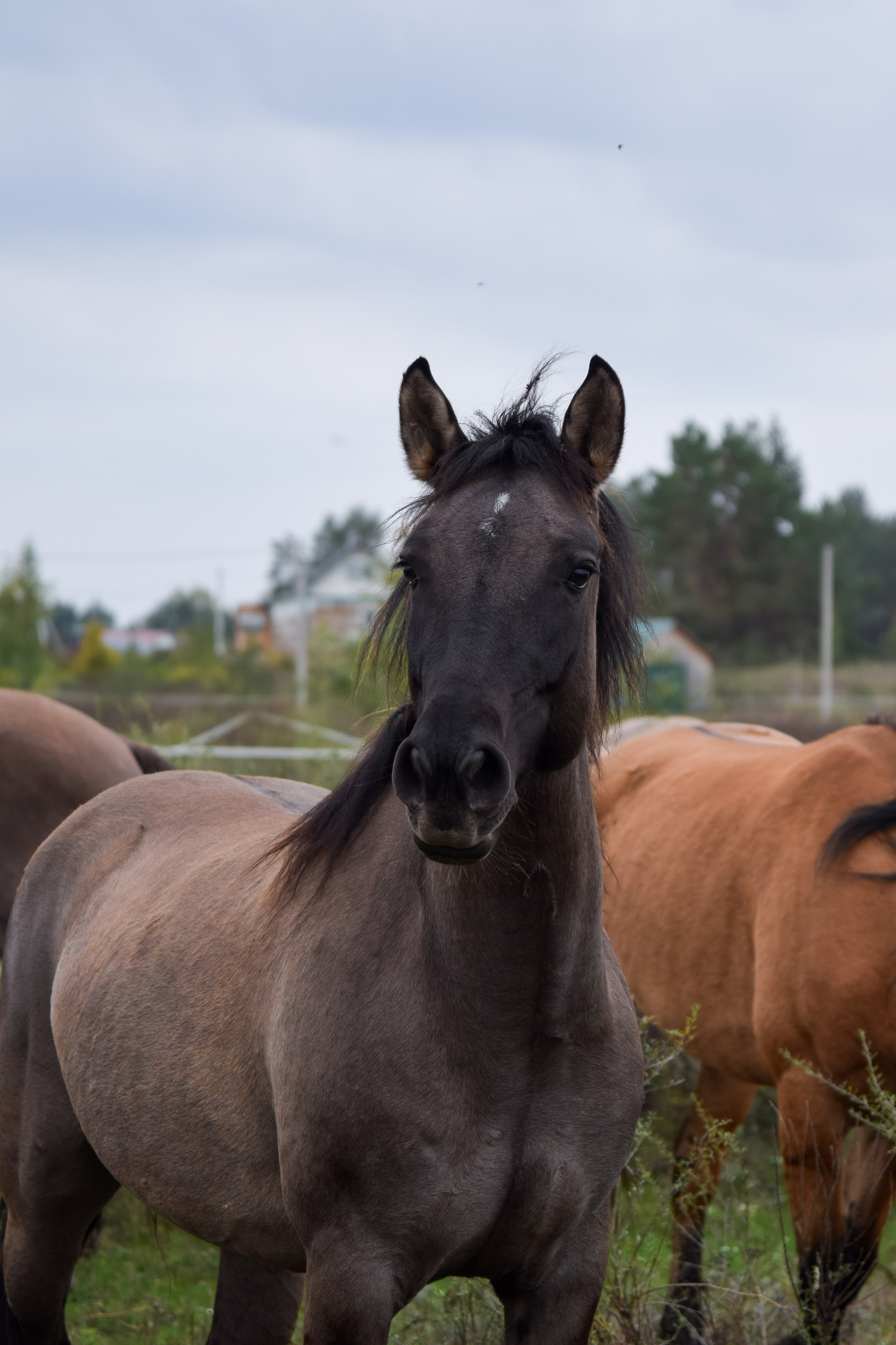 Лошади. Конный фотограф в Саратове Юлия Иванова