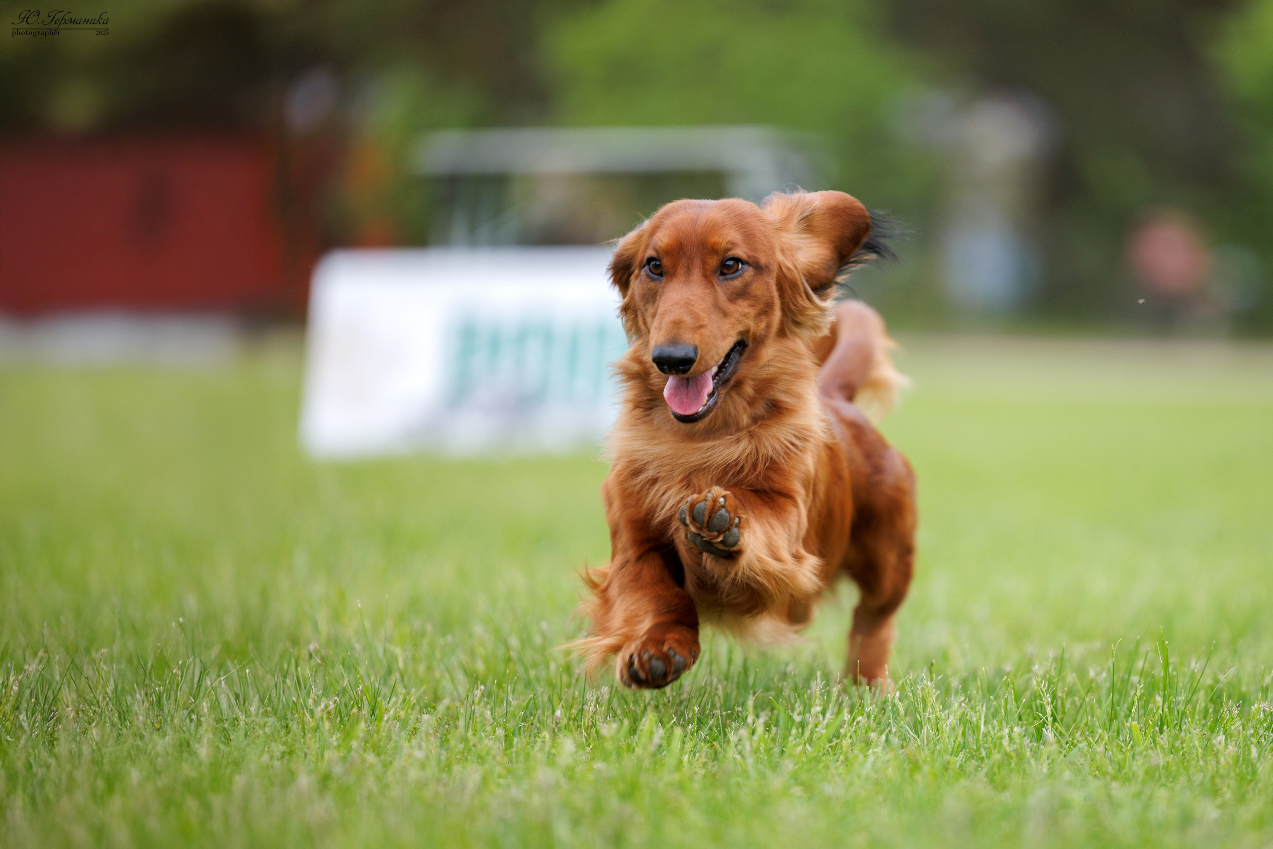 Суздаль(Владимир)17-18.05.2025. Фотограф-анималист Юлия Германика