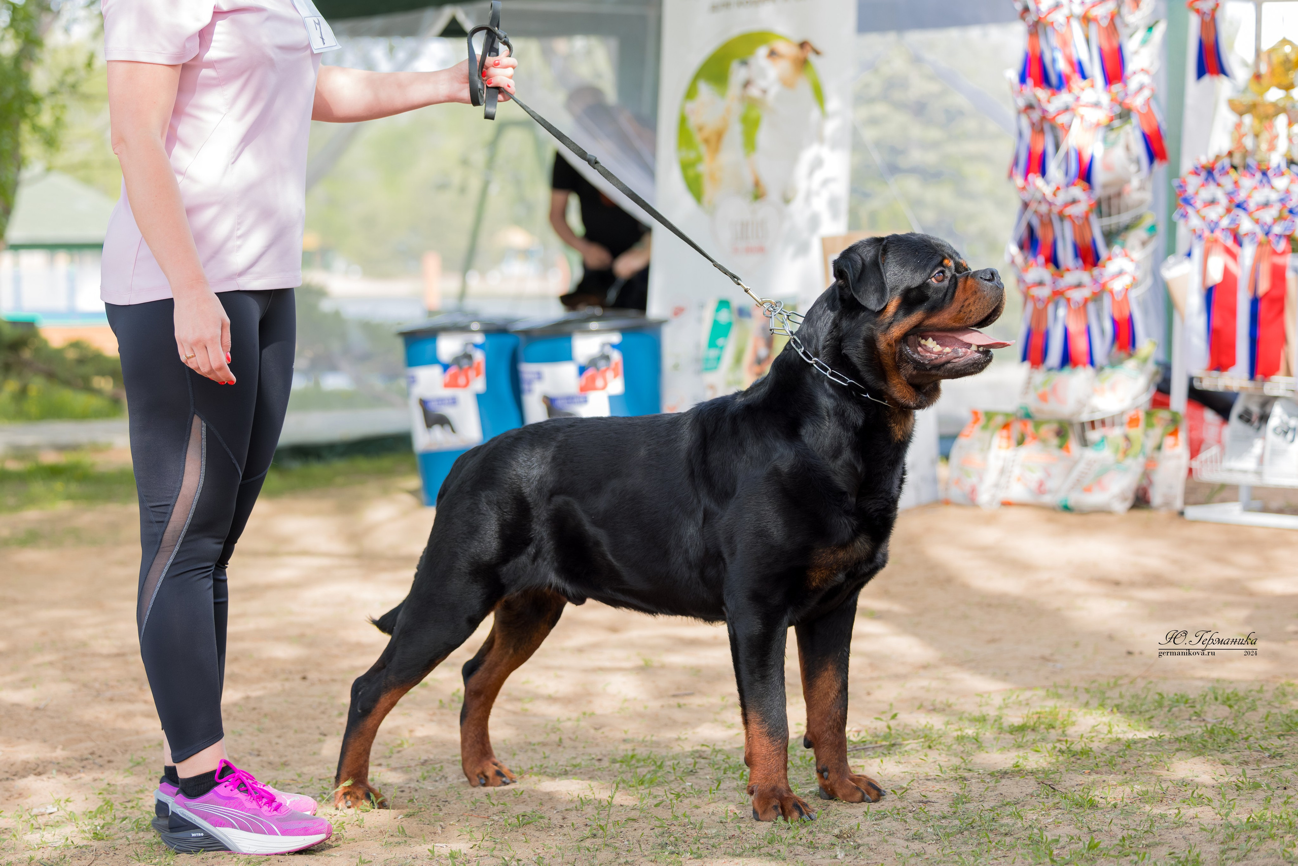 Саратов 2 х моно ротвейлеров 28-29.04.2024. Фотограф-анималист Юлия Германика