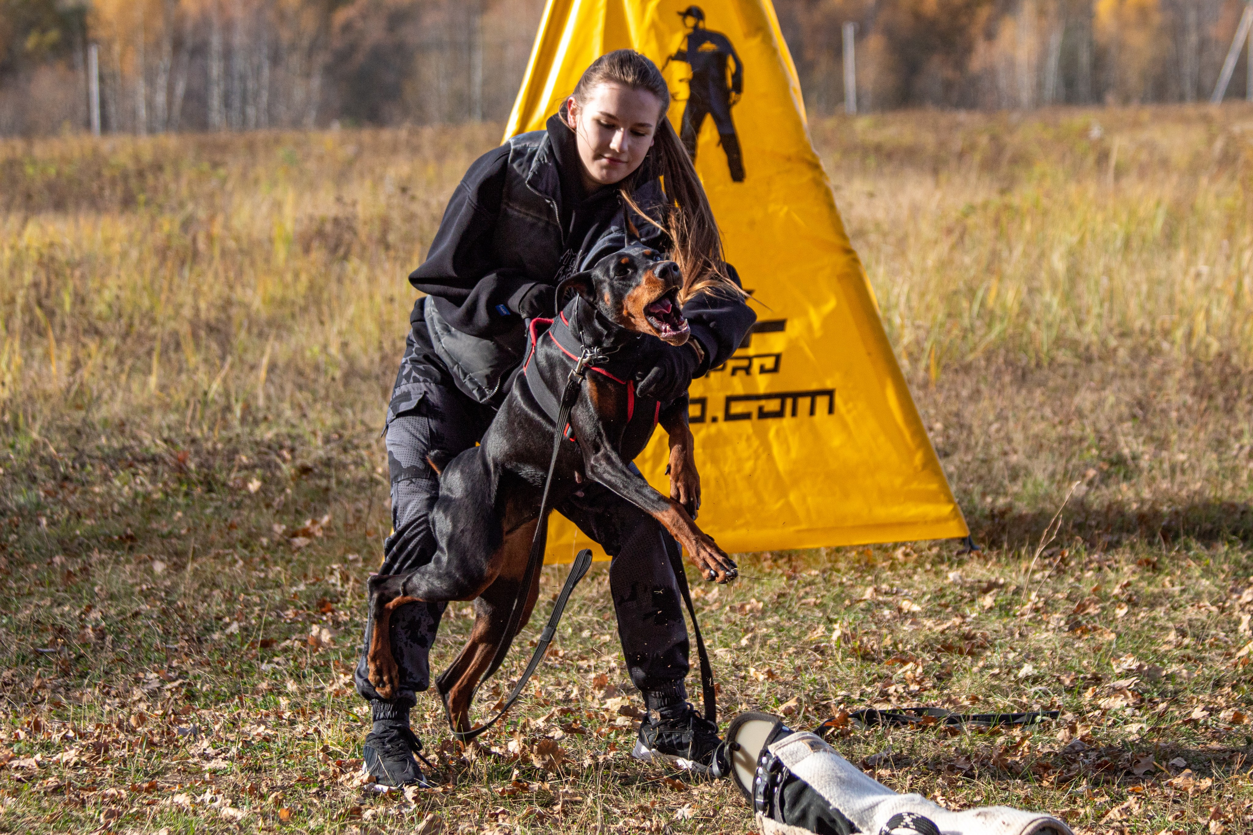 Тренинг защитного раздела. Фотограф анималист — Тула, Москва