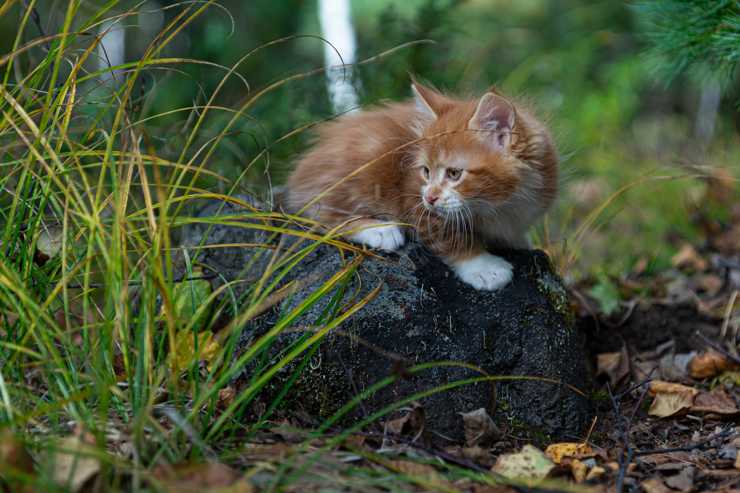 Курильский бобтейл. Фотограф на Камчатке Анна Моргачёва. Семейные и детские съёмки